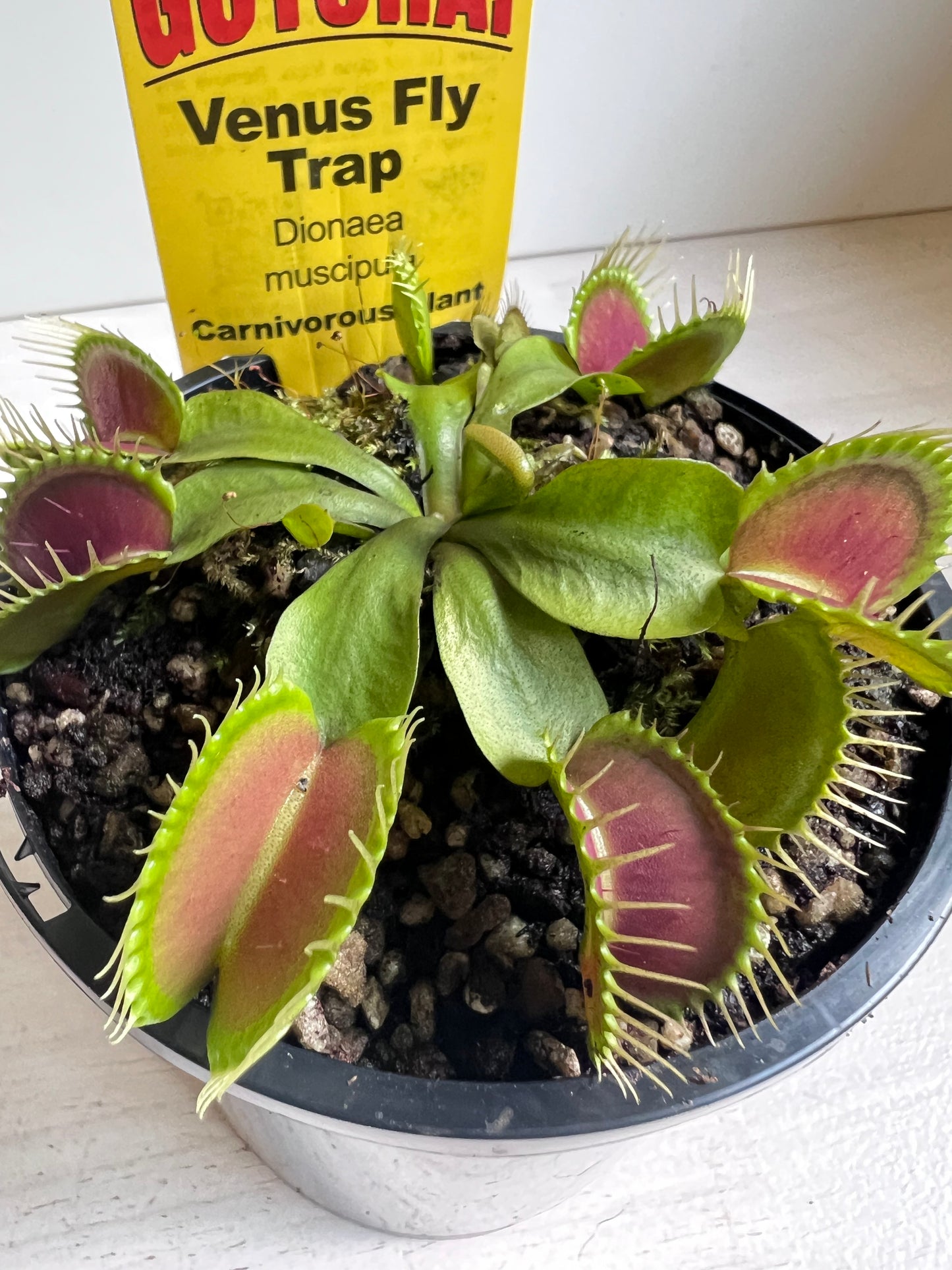 Venus Flytrap “Giant Traps’