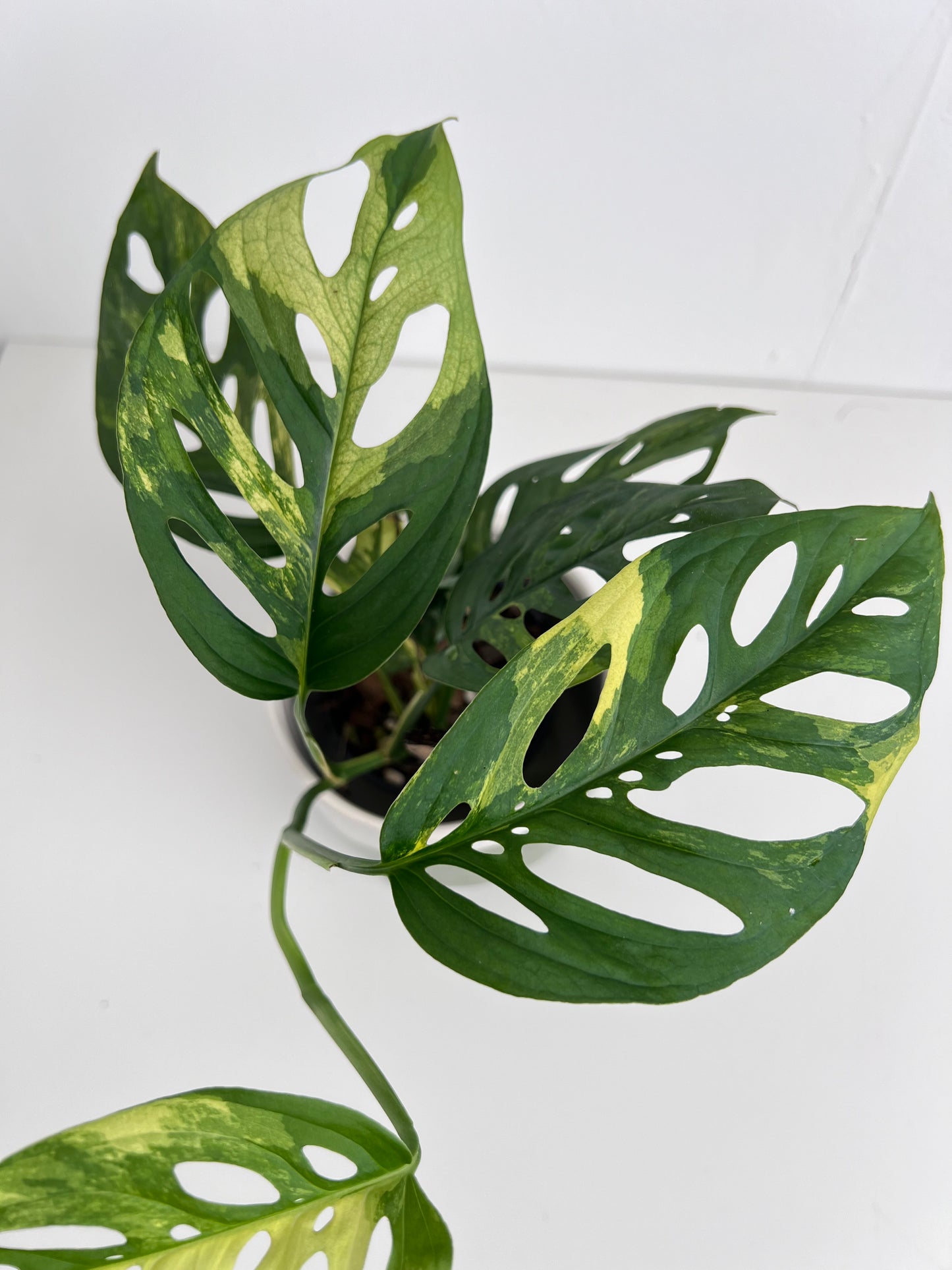 Monstera Adansonii variegated - Indoor Plants & Rare Houseplant gifts Australia