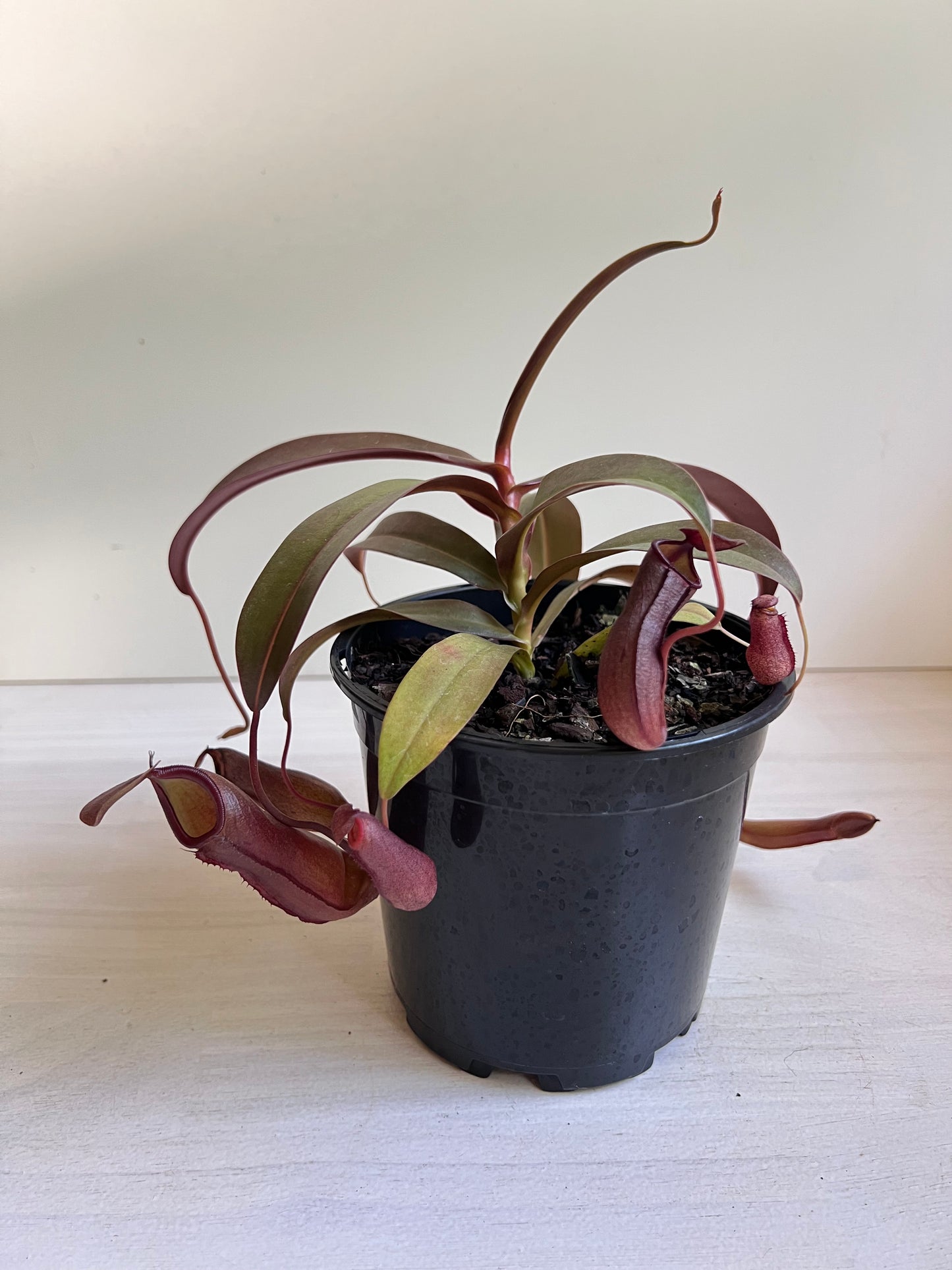 Nepenthes Sanguinea | Pitcher Plant Sanguinea