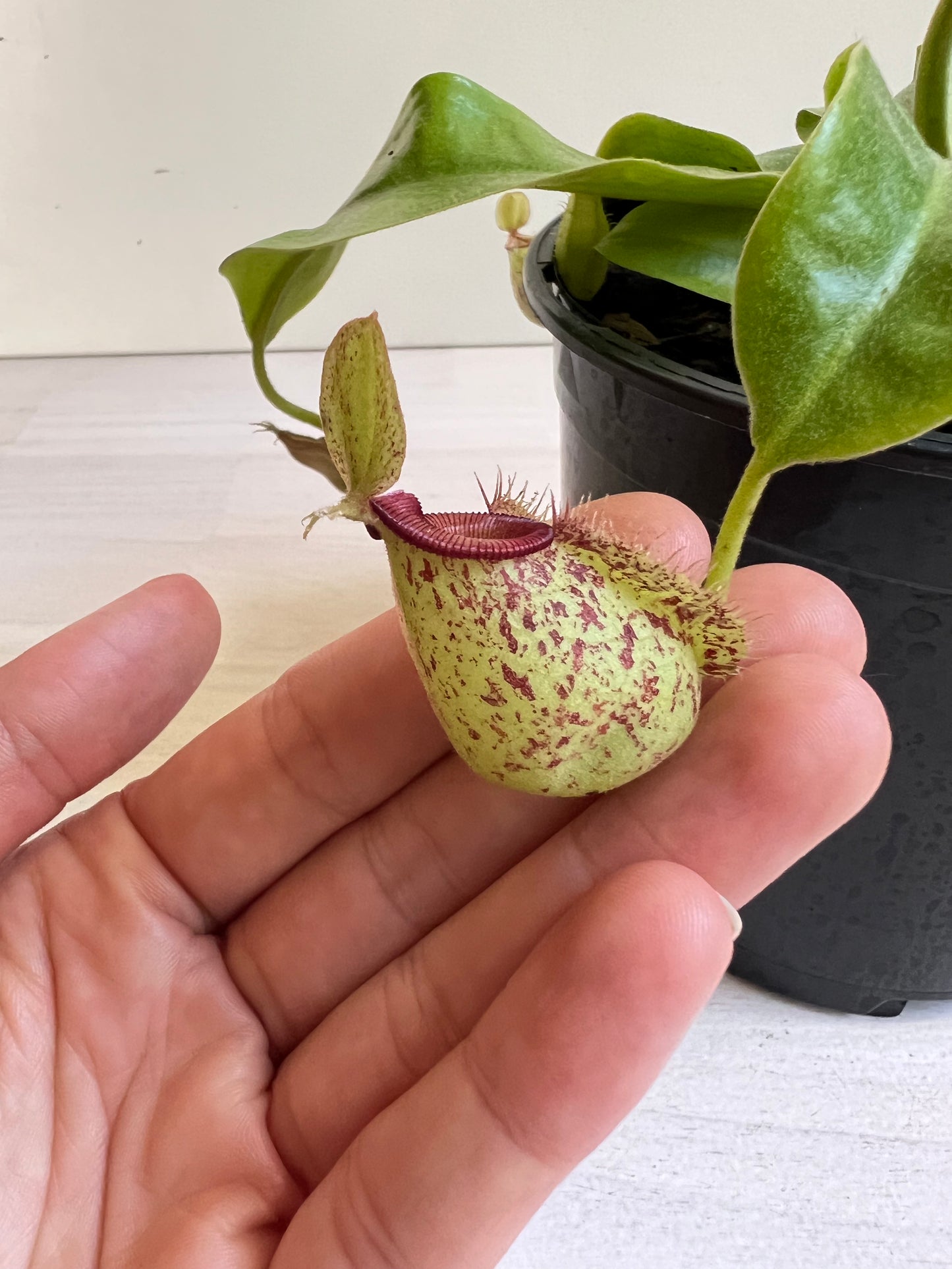 Nepenthes 'hookeriana' (Pitcher Plant 'hookeriana'), 130mm