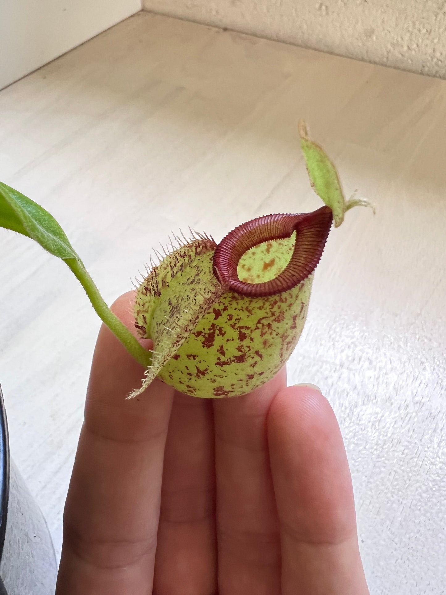 Nepenthes 'hookeriana' (Pitcher Plant 'hookeriana'), 130mm