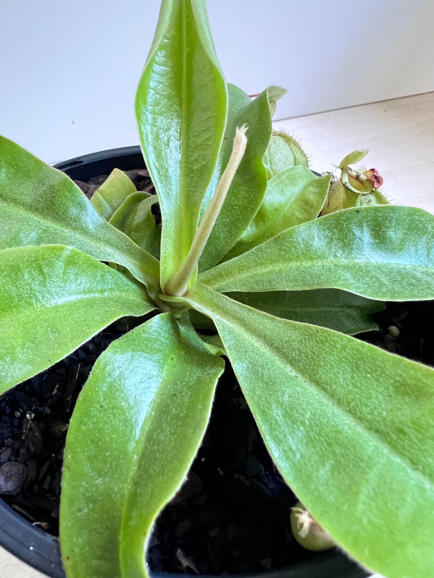 Nepenthes 'hookeriana' (Pitcher Plant 'hookeriana'), 130mm