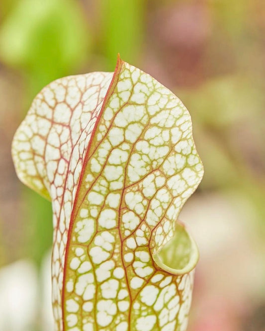 Plant Gift Card