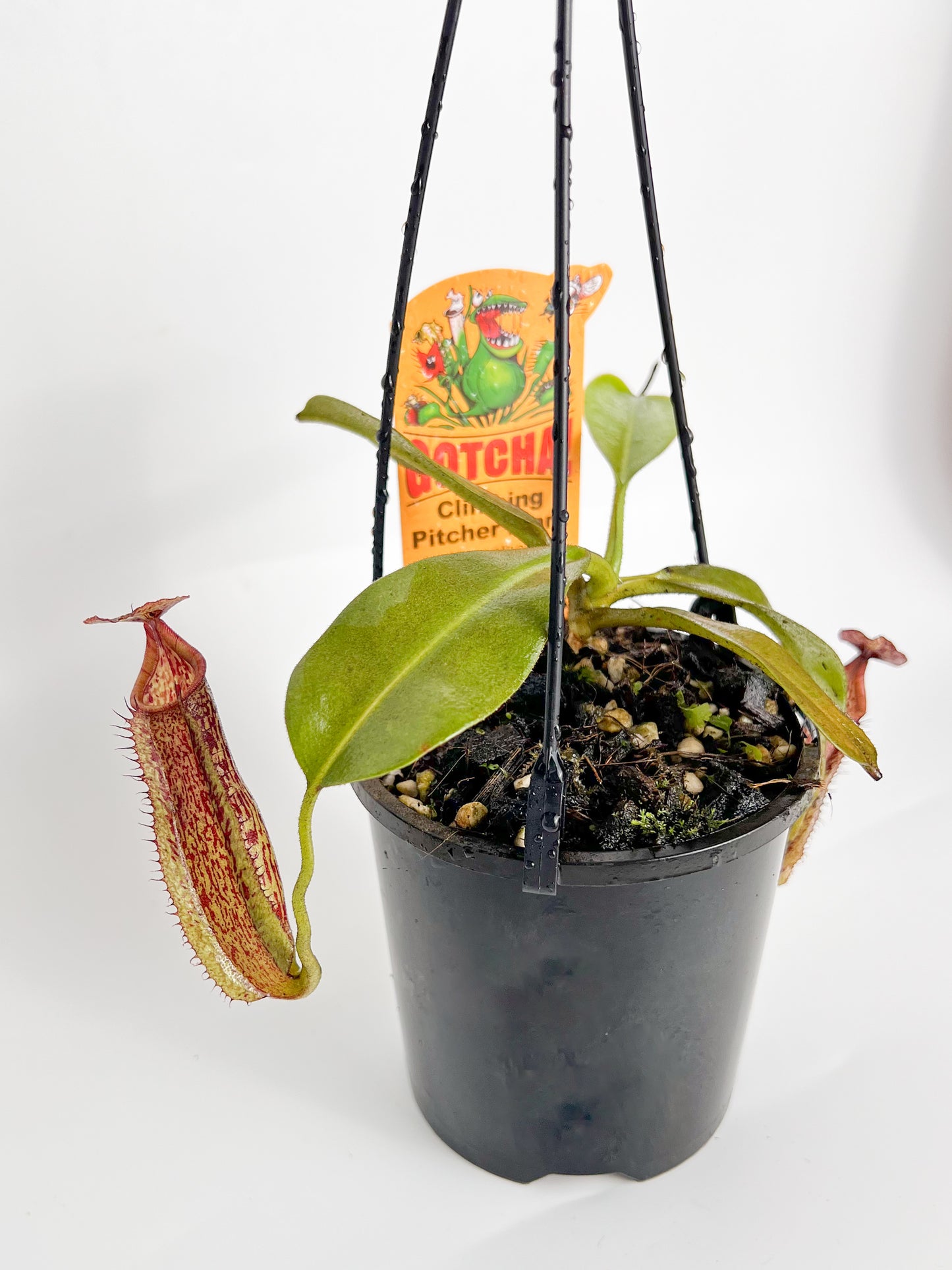 Nepenthes 'maxima' (Pitcher Plant 'maxima'), 100mm