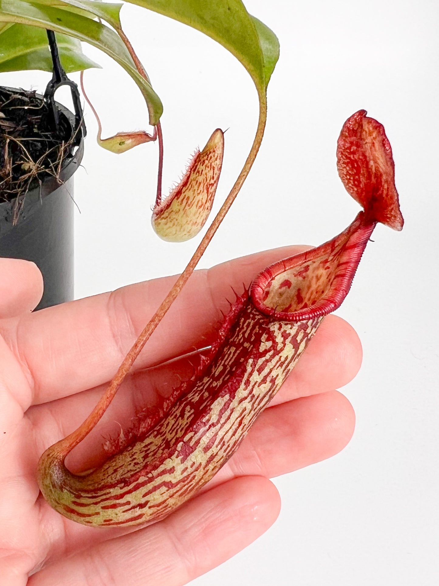 Nepenthes 'Gentle' (Pitcher Plant 'Gentle'), 100mm