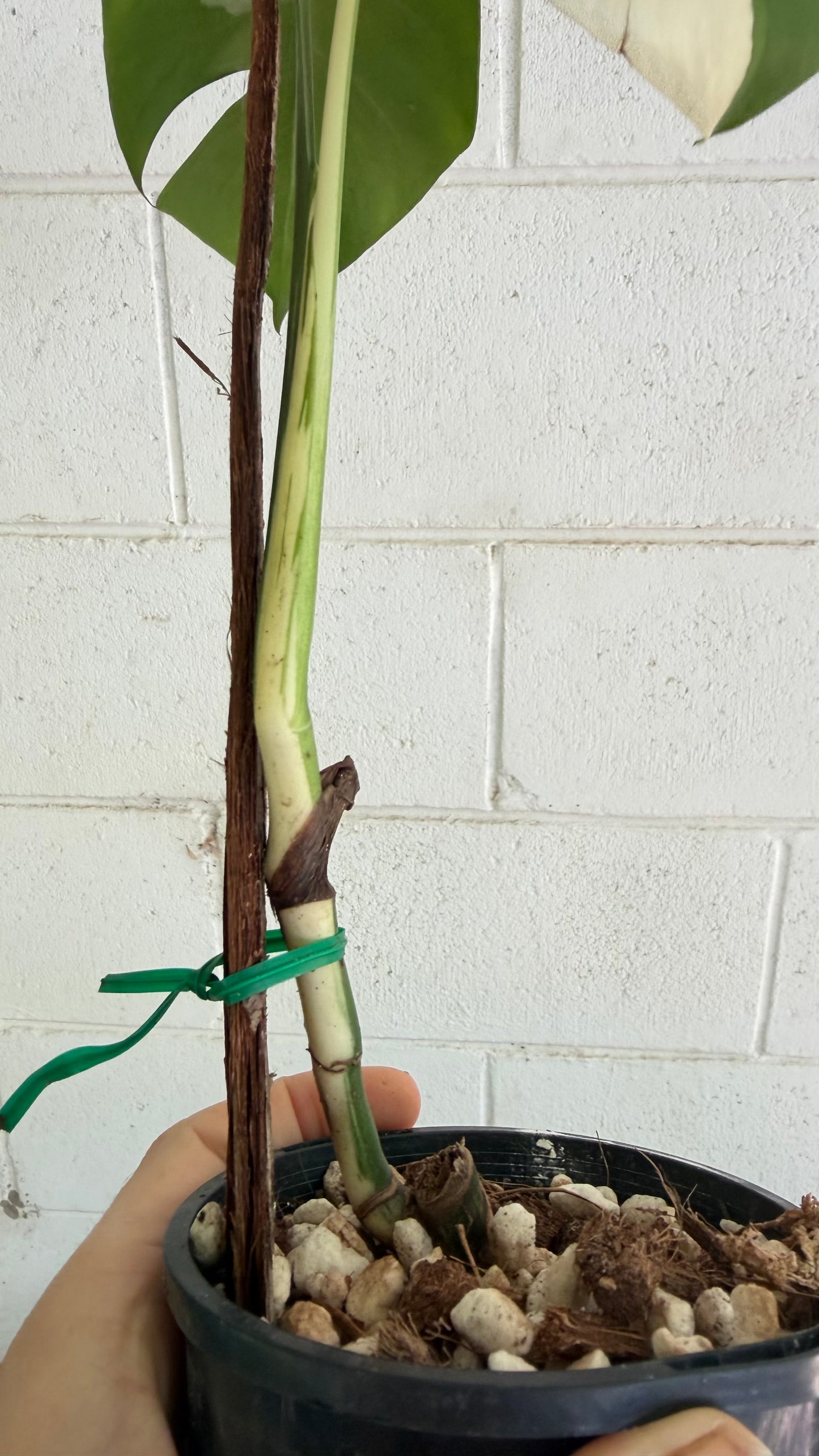 Half Moon Monstera Borsigiana Variegated