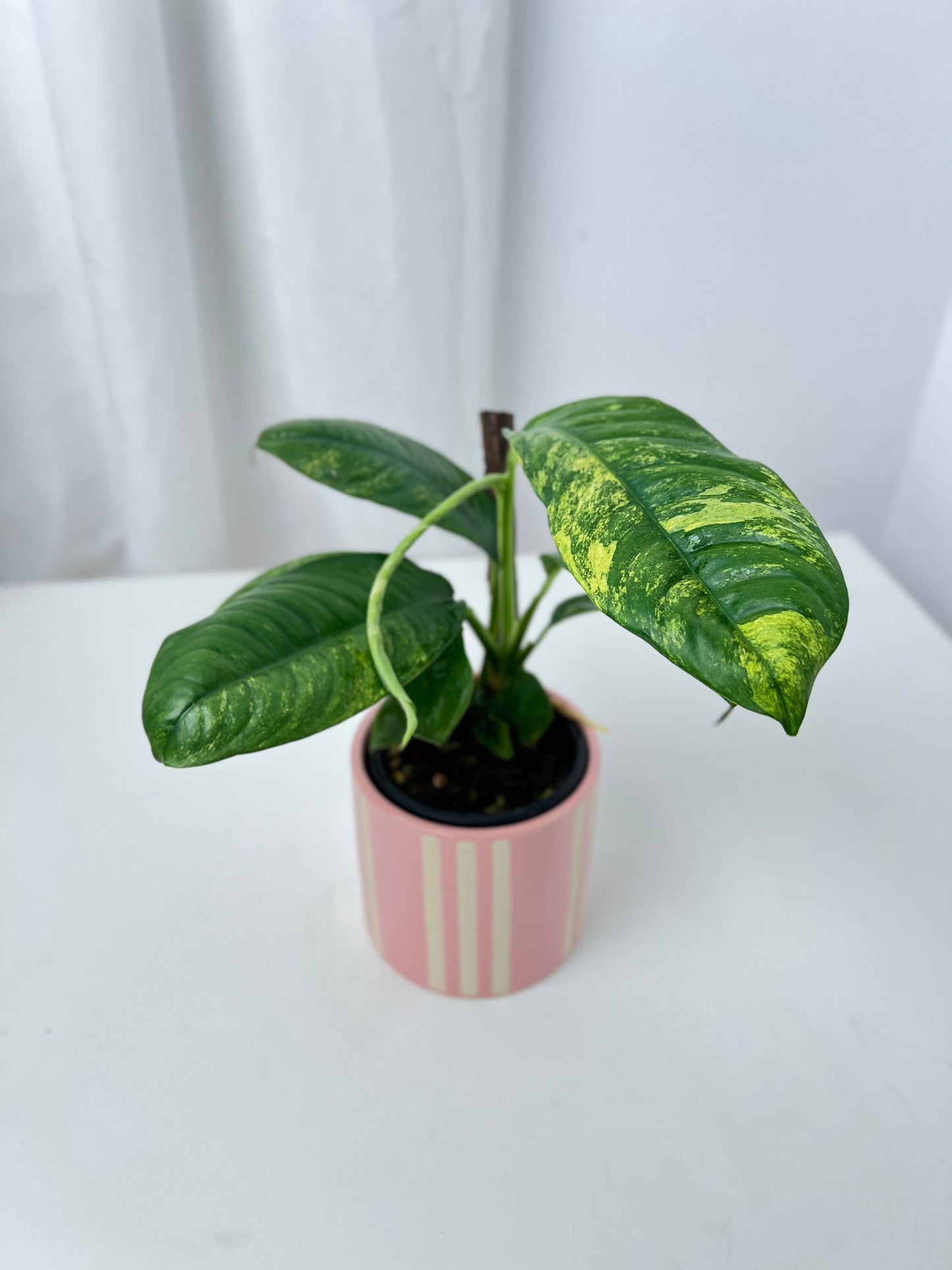 Rhaphidophora puberula variegata