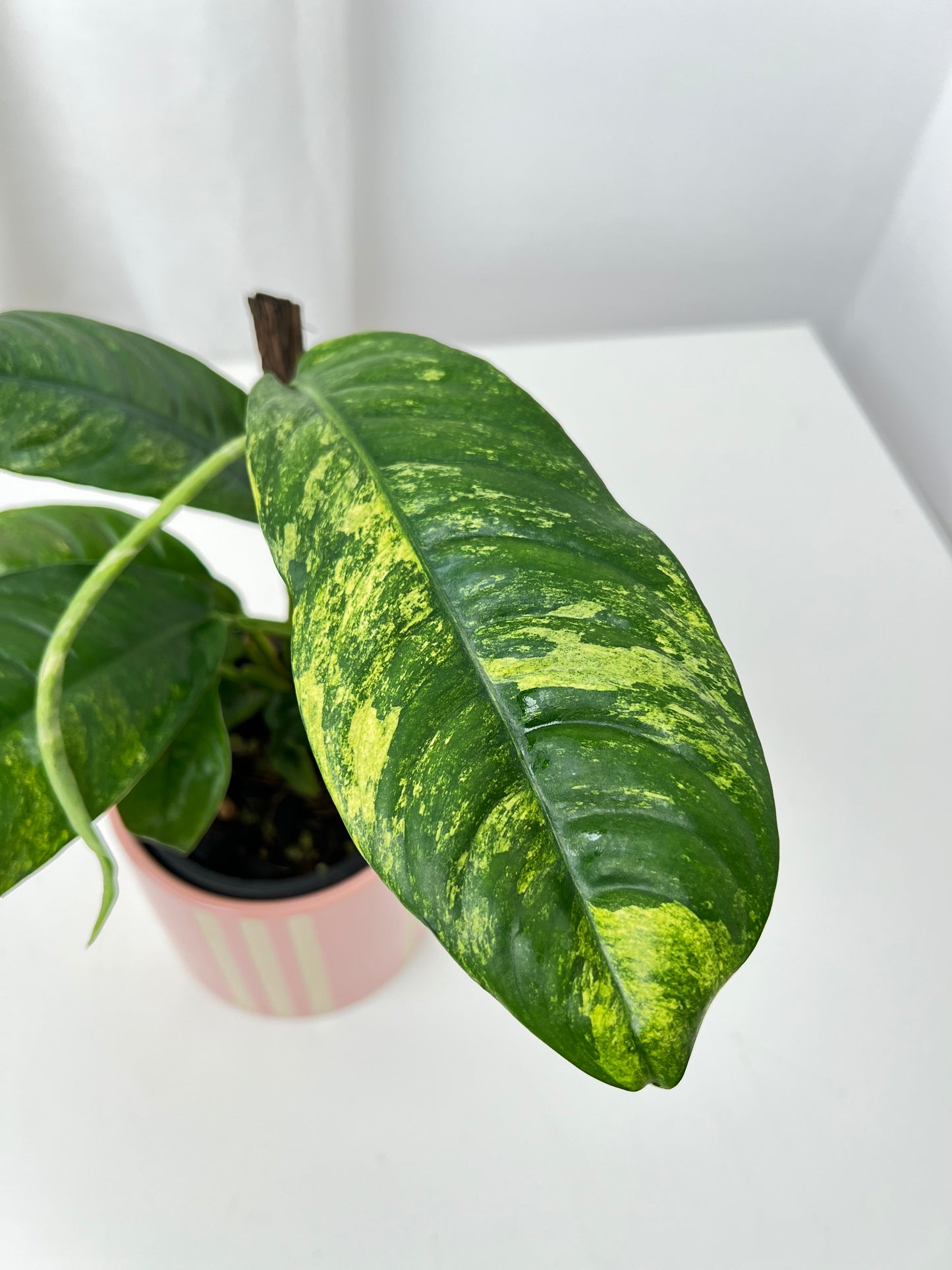 Rhaphidophora puberula variegata