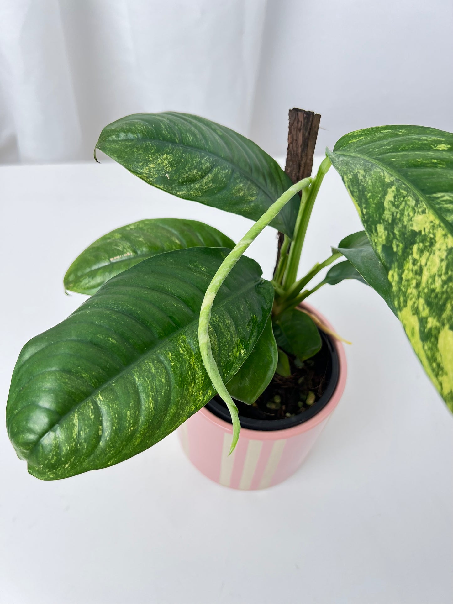 Rhaphidophora puberula variegata