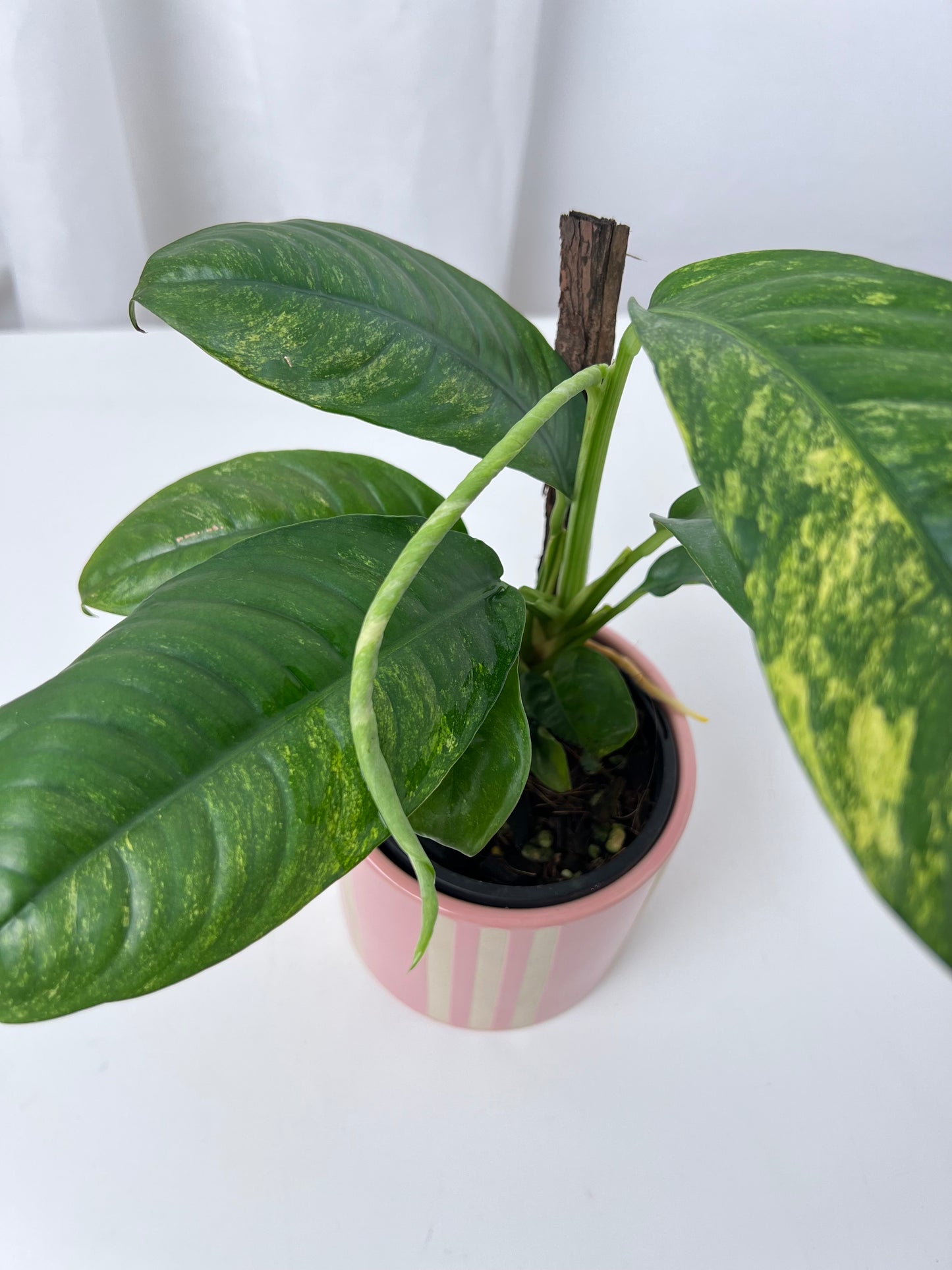 Rhaphidophora puberula variegata
