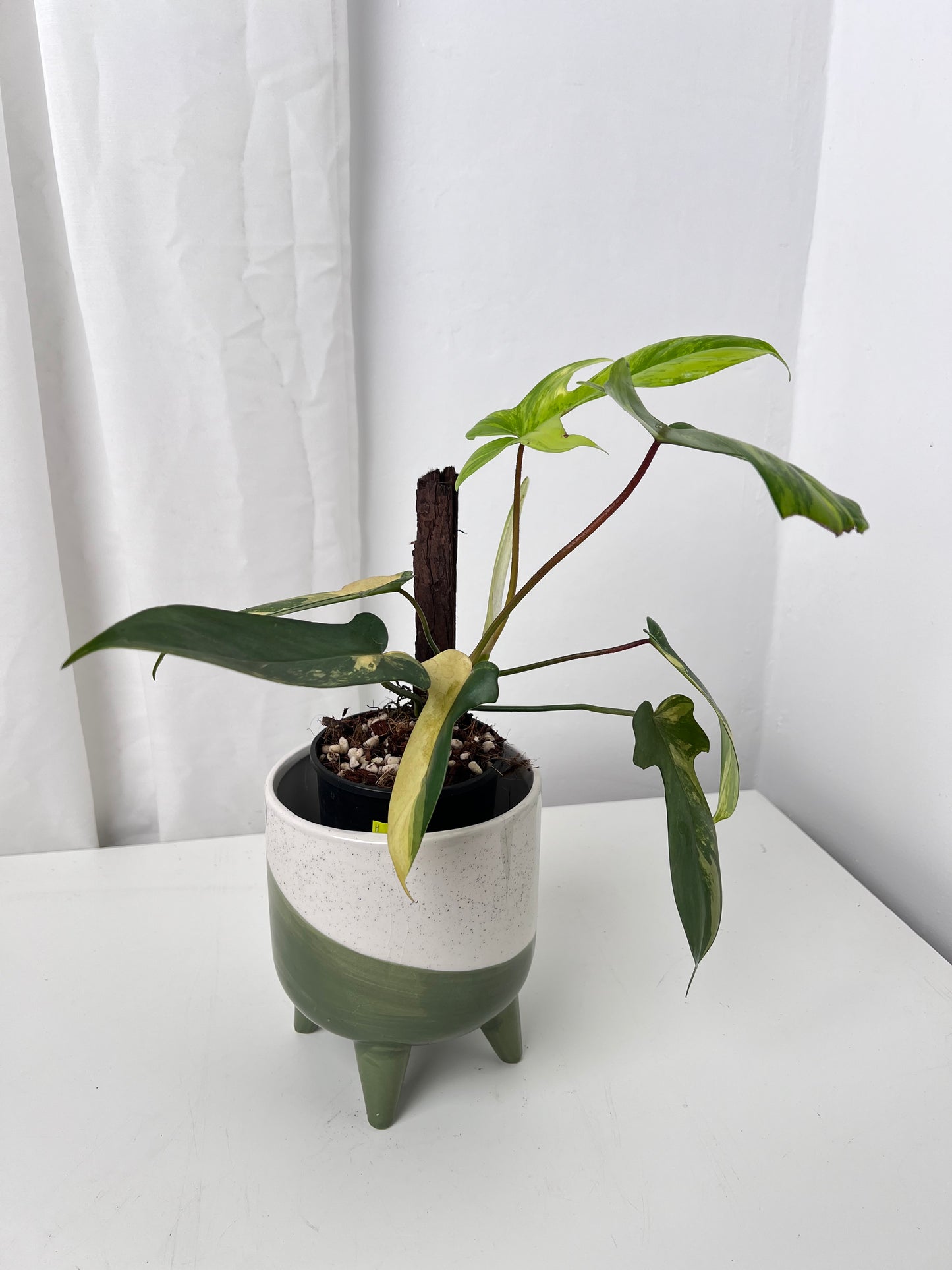 Philodendron Florida Beauty