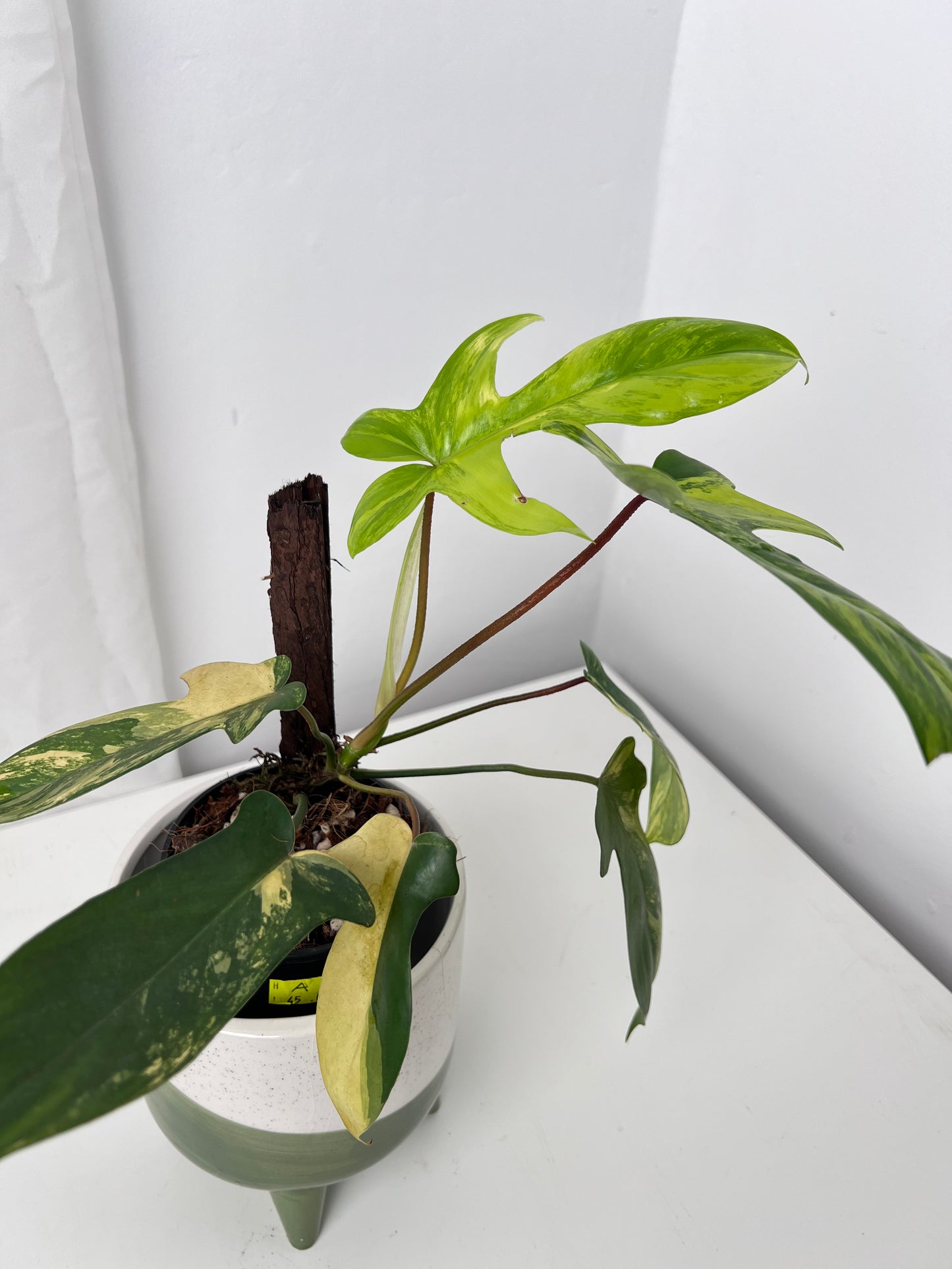 Philodendron Florida Beauty