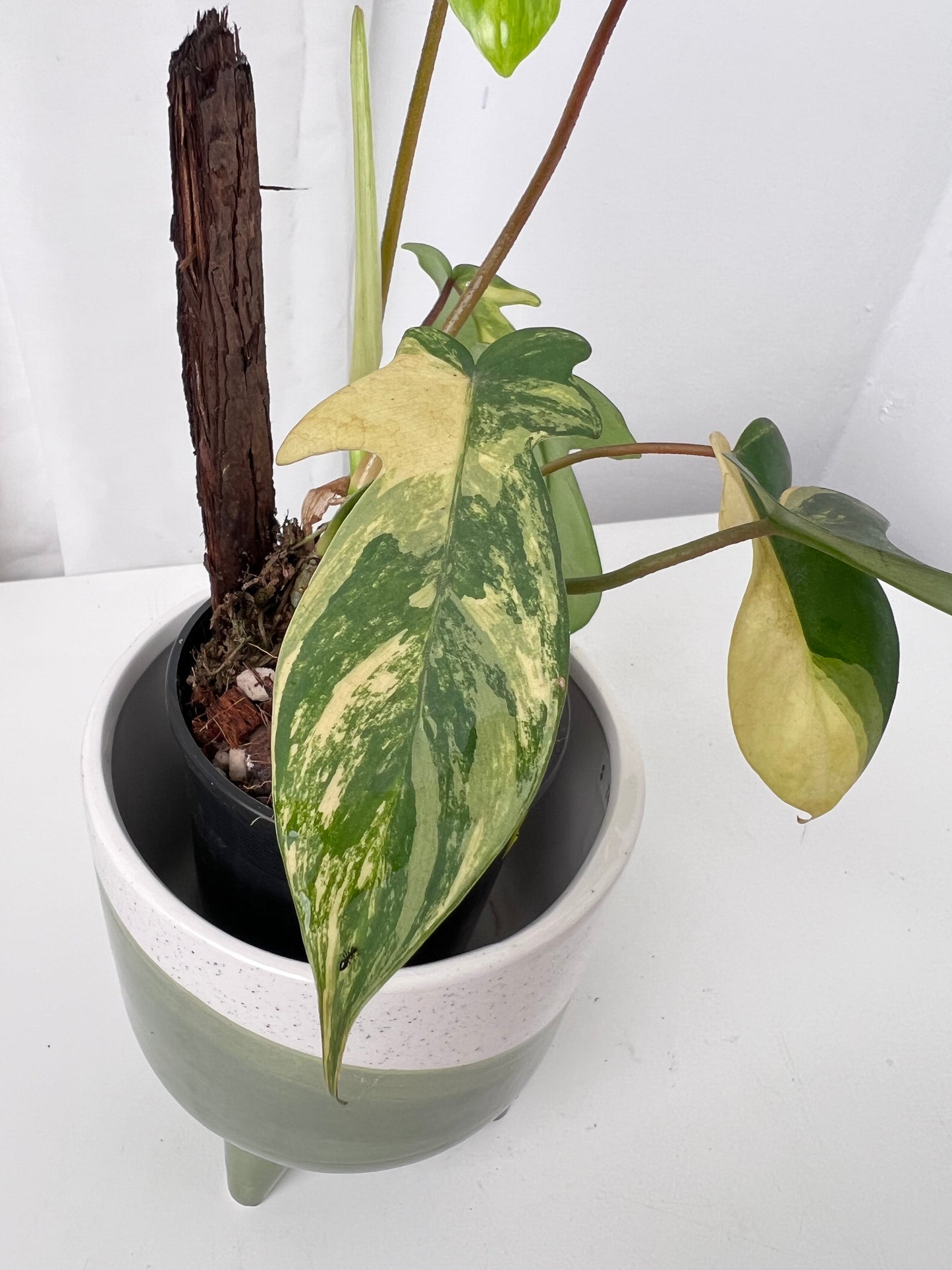 Philodendron Florida Beauty