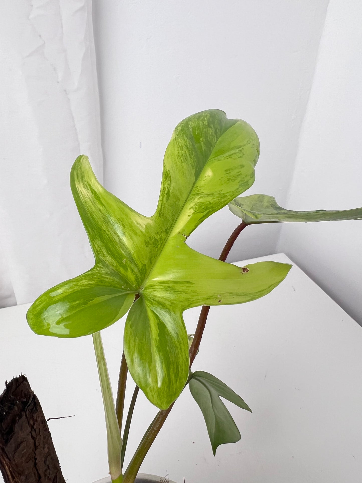 Philodendron Florida Beauty