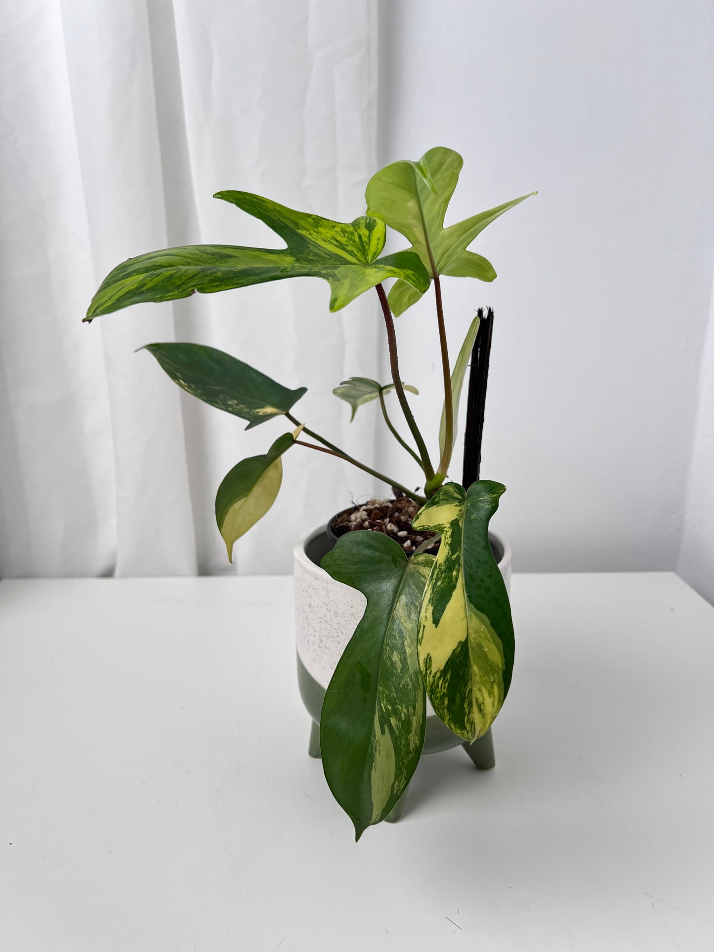Philodendron Florida Beauty