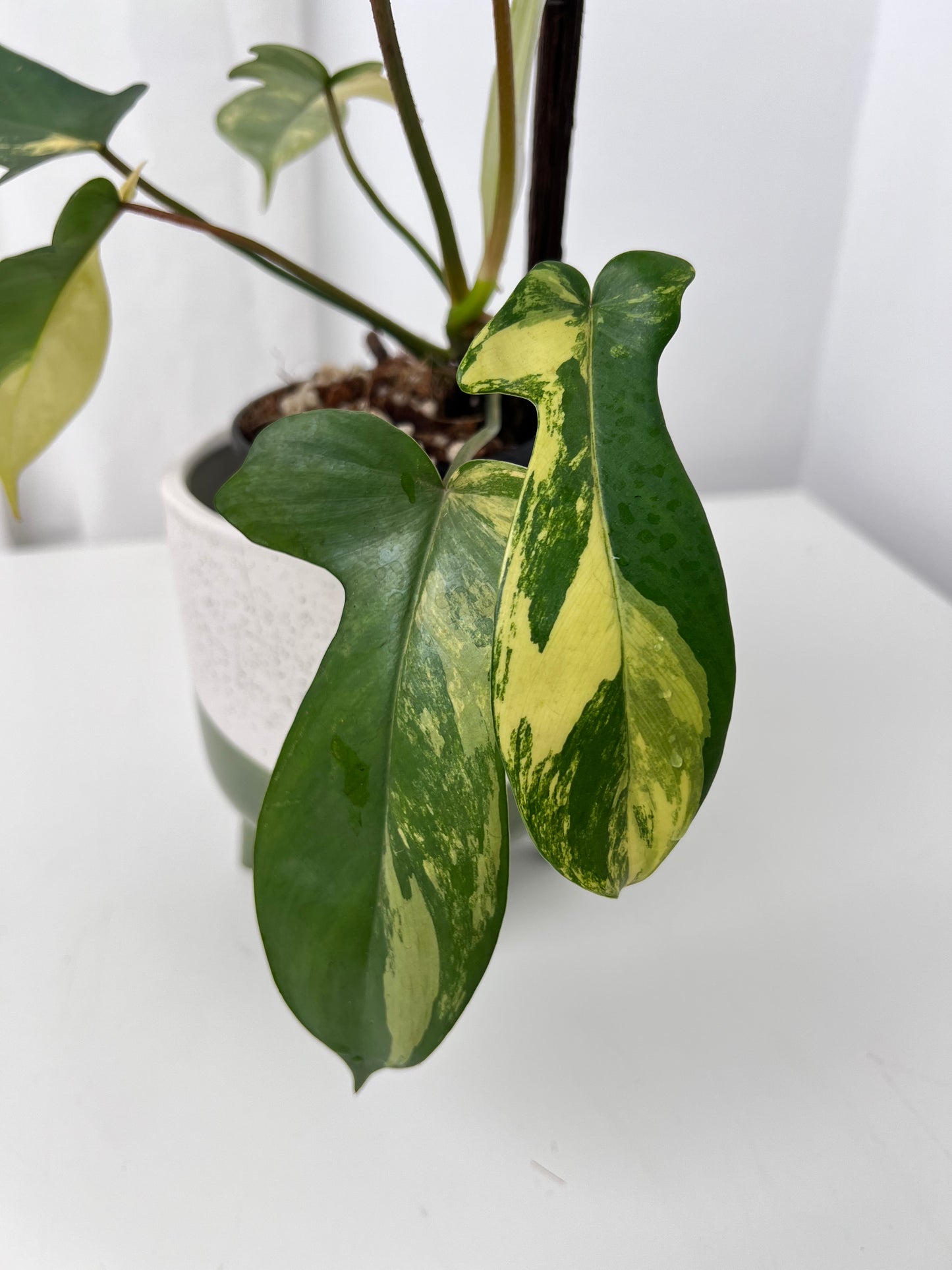 Philodendron Florida Beauty