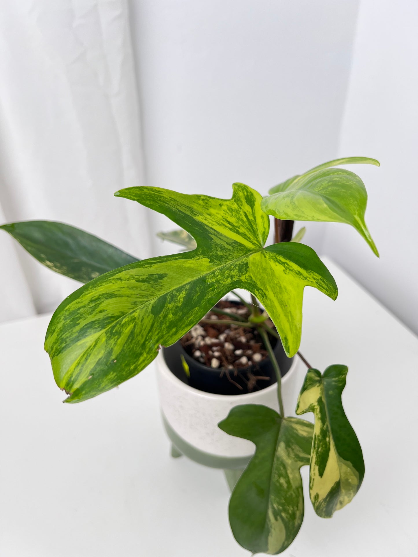Philodendron Florida Beauty