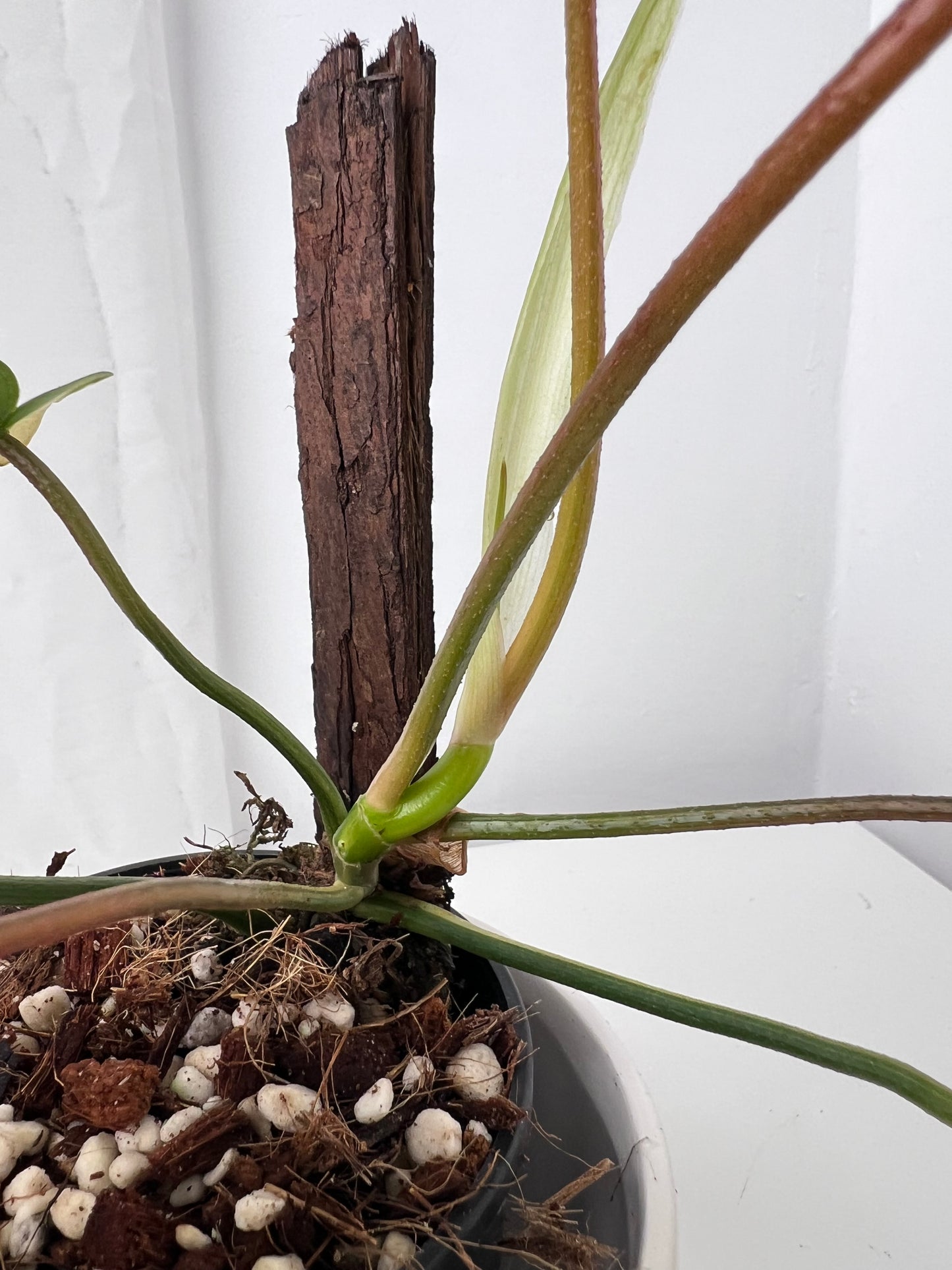 Philodendron Florida Beauty