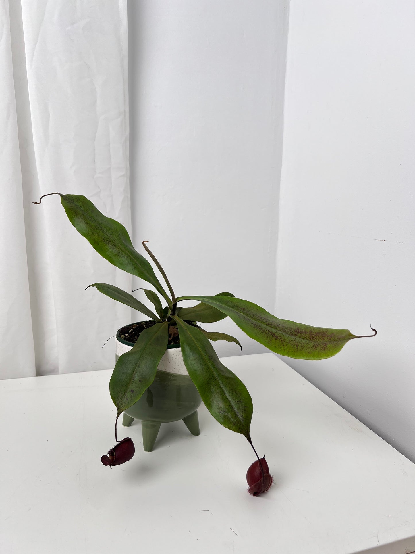 Nepenthes Ampullaria x Viking