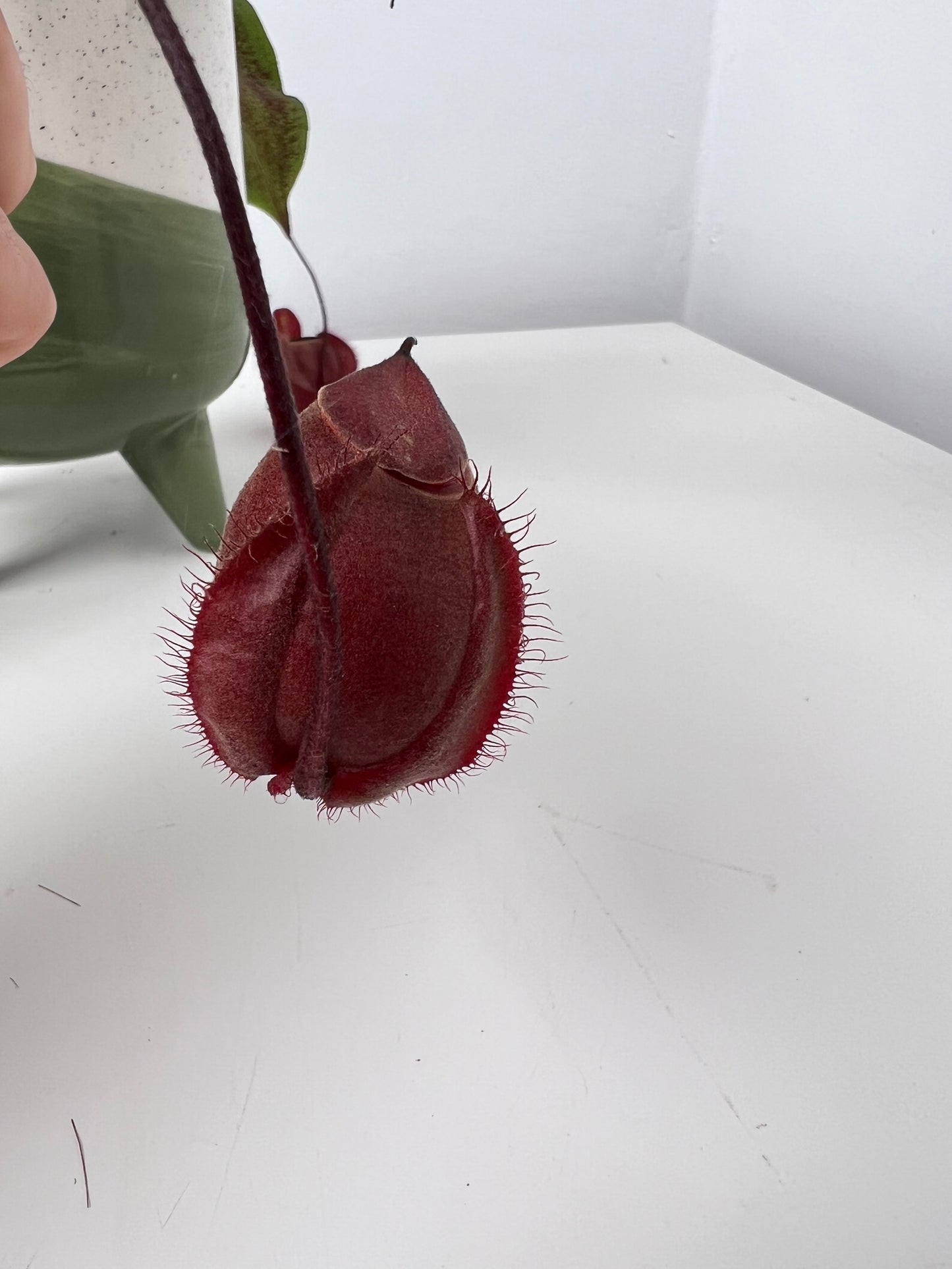 Nepenthes Ampullaria x Viking