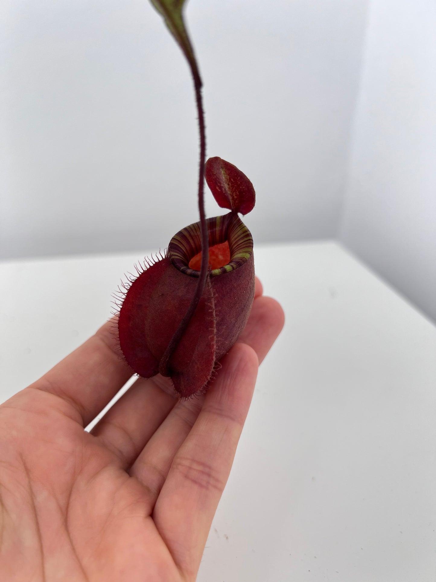 Nepenthes Ampullaria x Viking