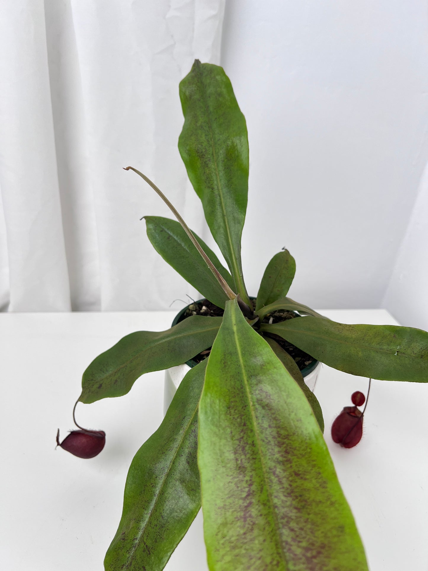 Nepenthes Ampullaria x Viking