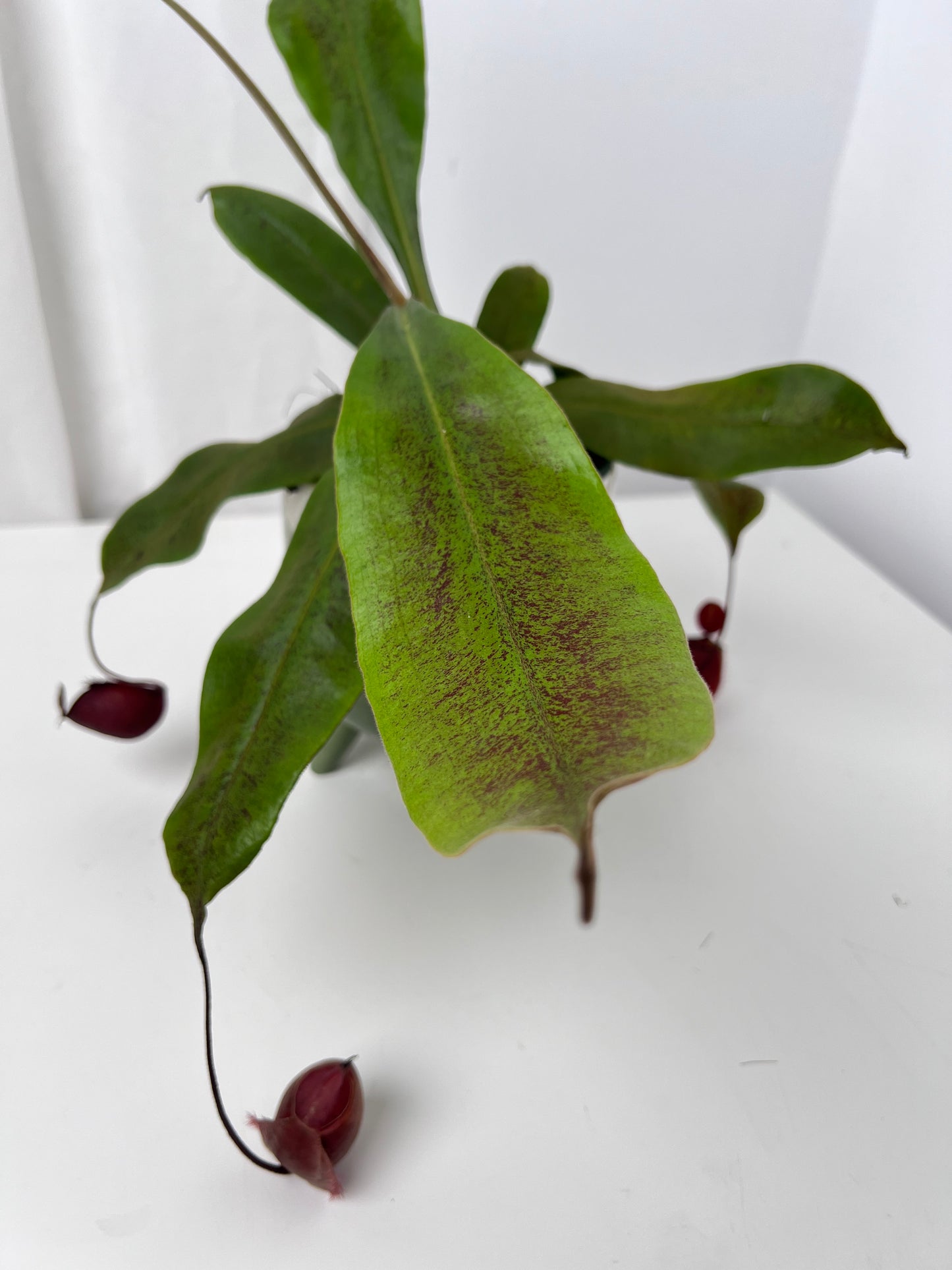 Nepenthes Ampullaria x Viking