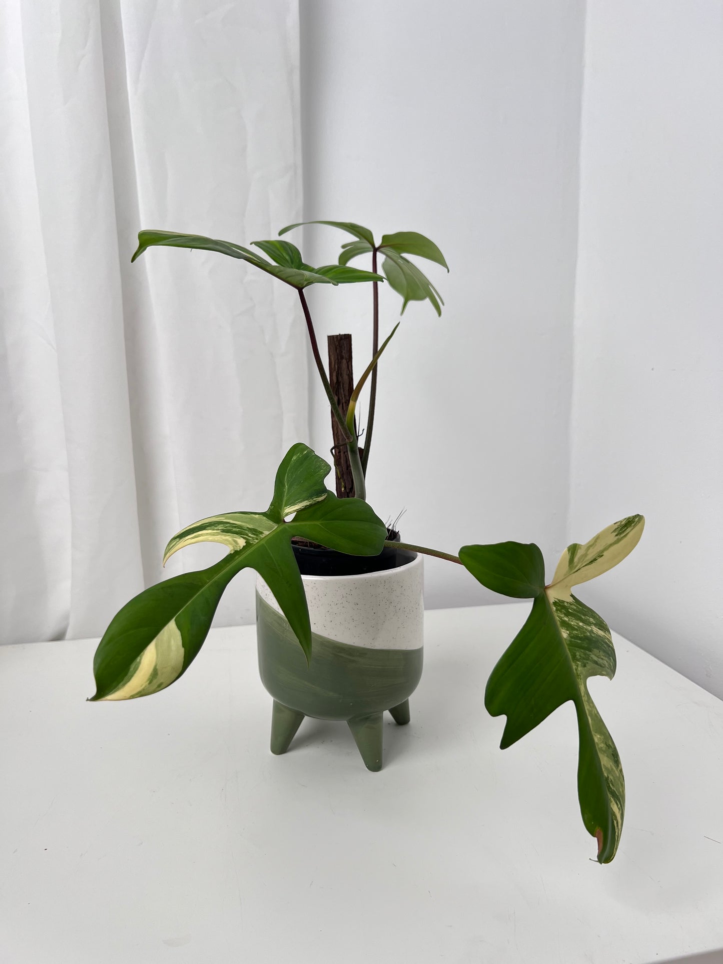 Philodendron Florida Beauty
