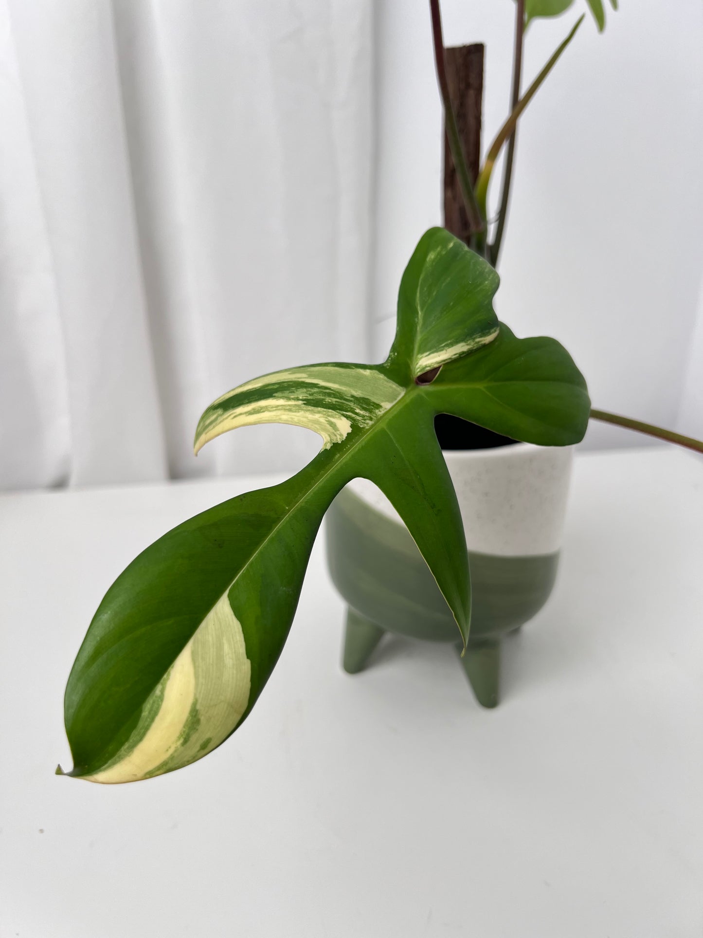 Philodendron Florida Beauty