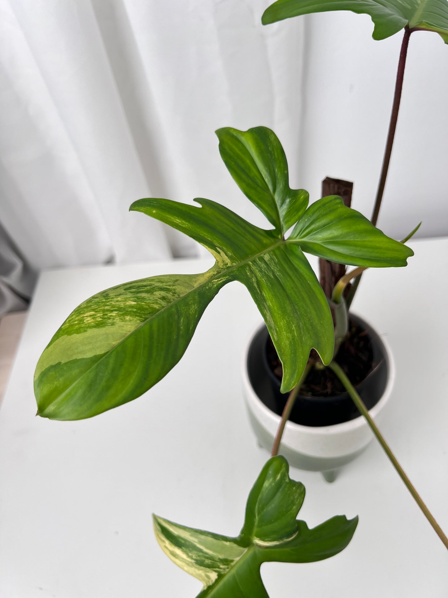 Philodendron Florida Beauty