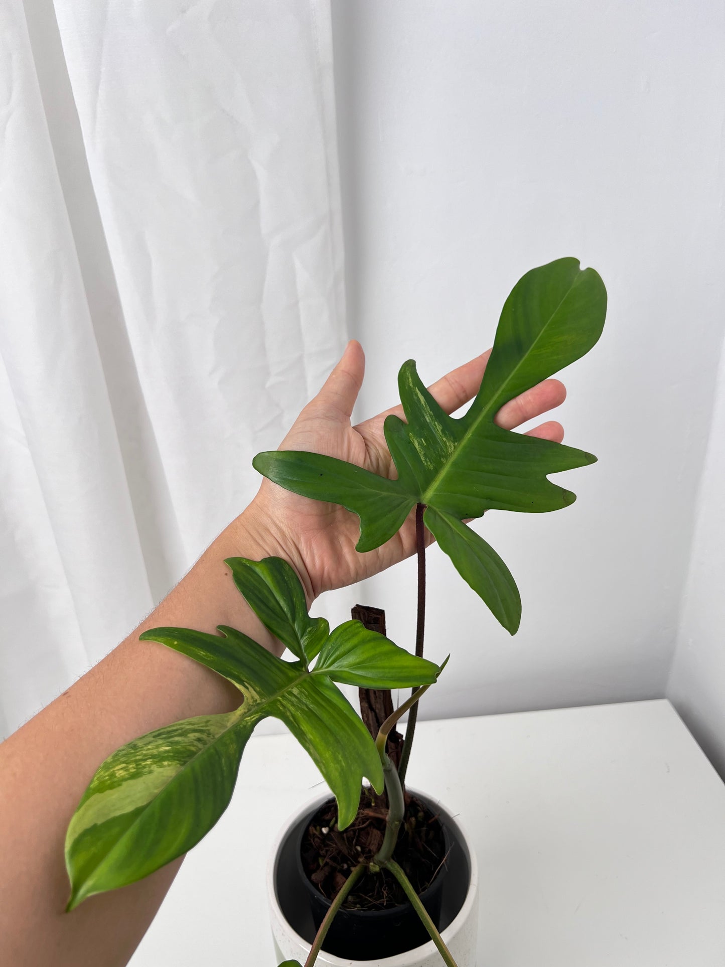 Philodendron Florida Beauty