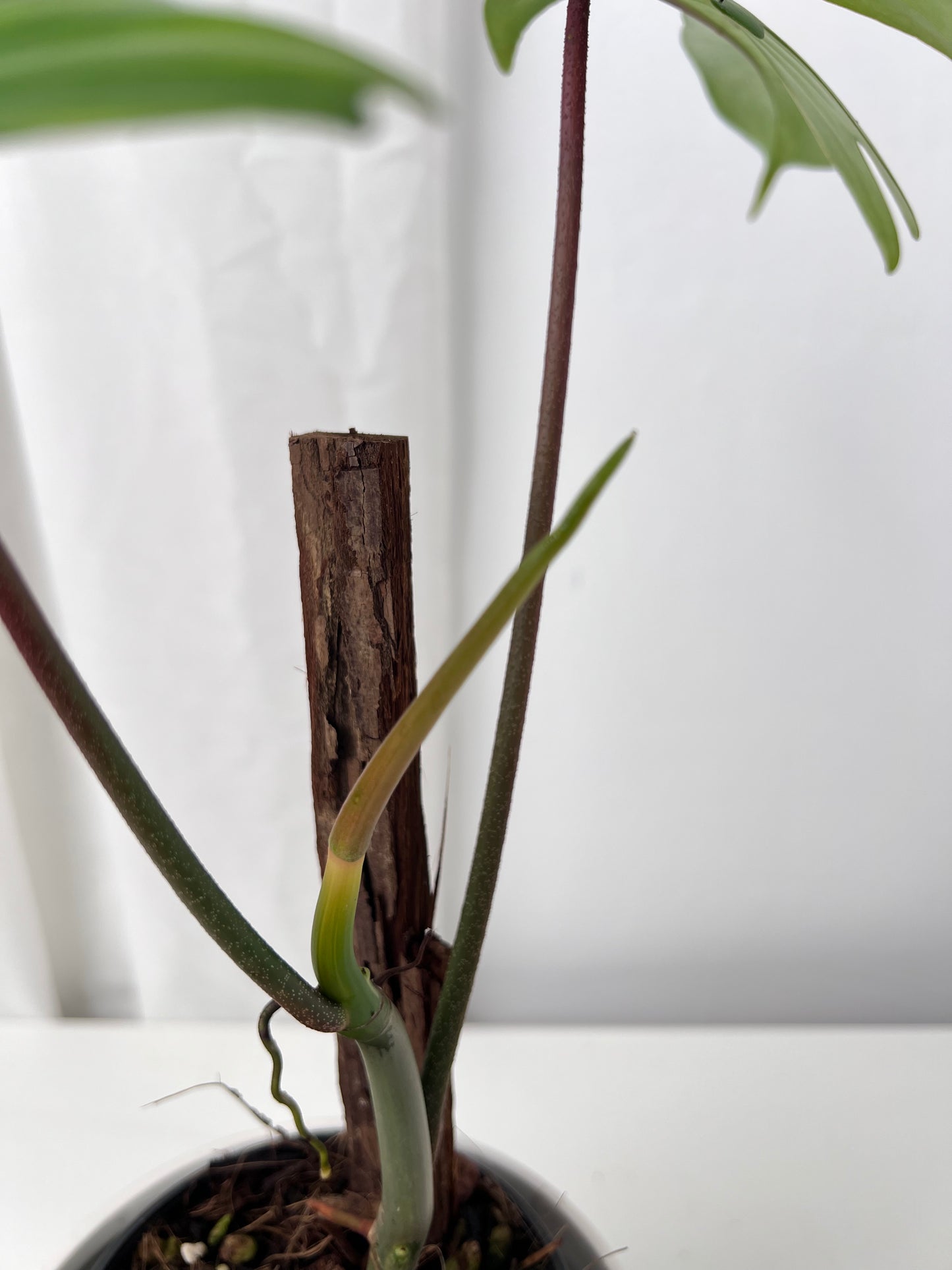 Philodendron Florida Beauty