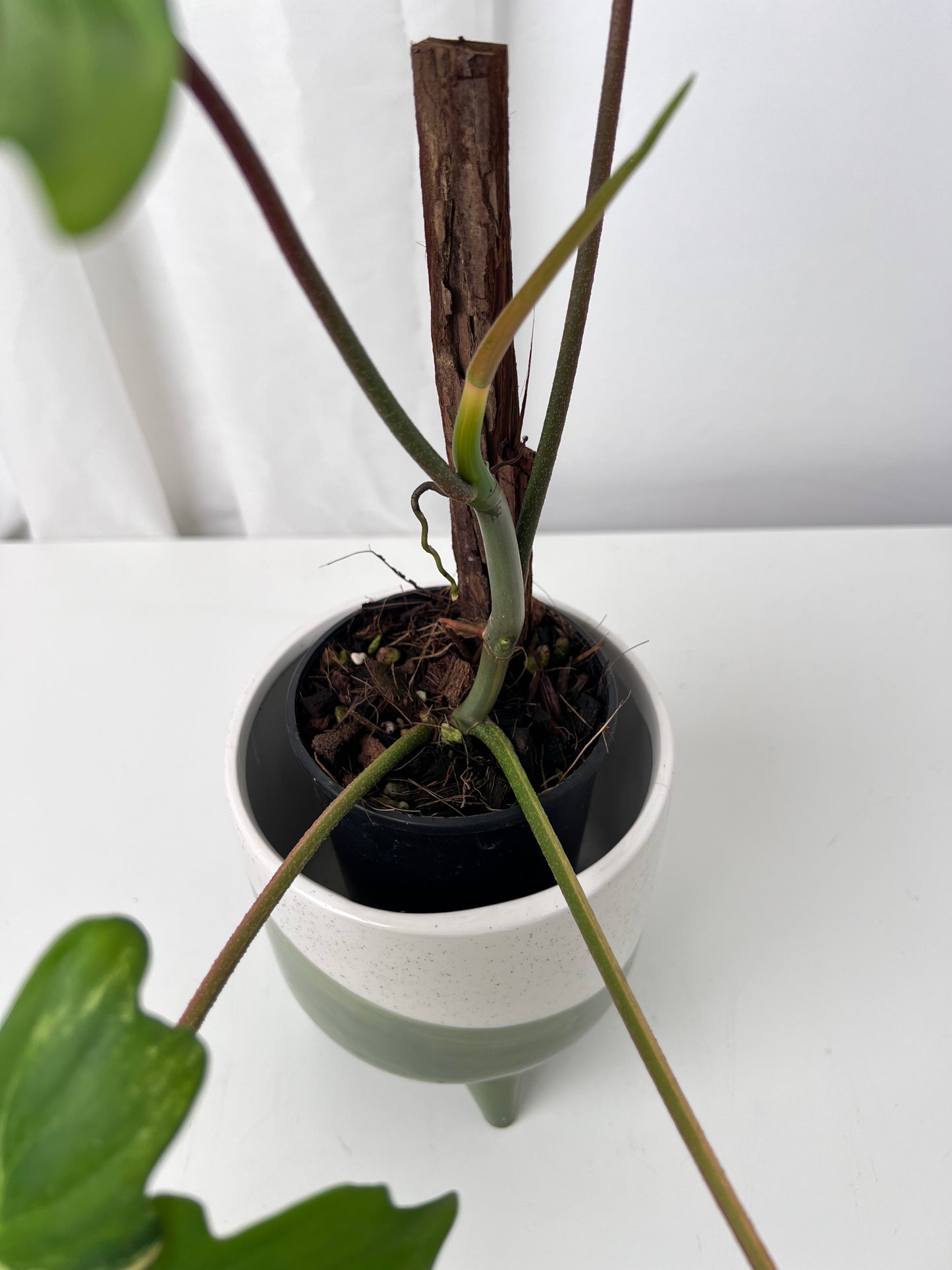 Philodendron Florida Beauty
