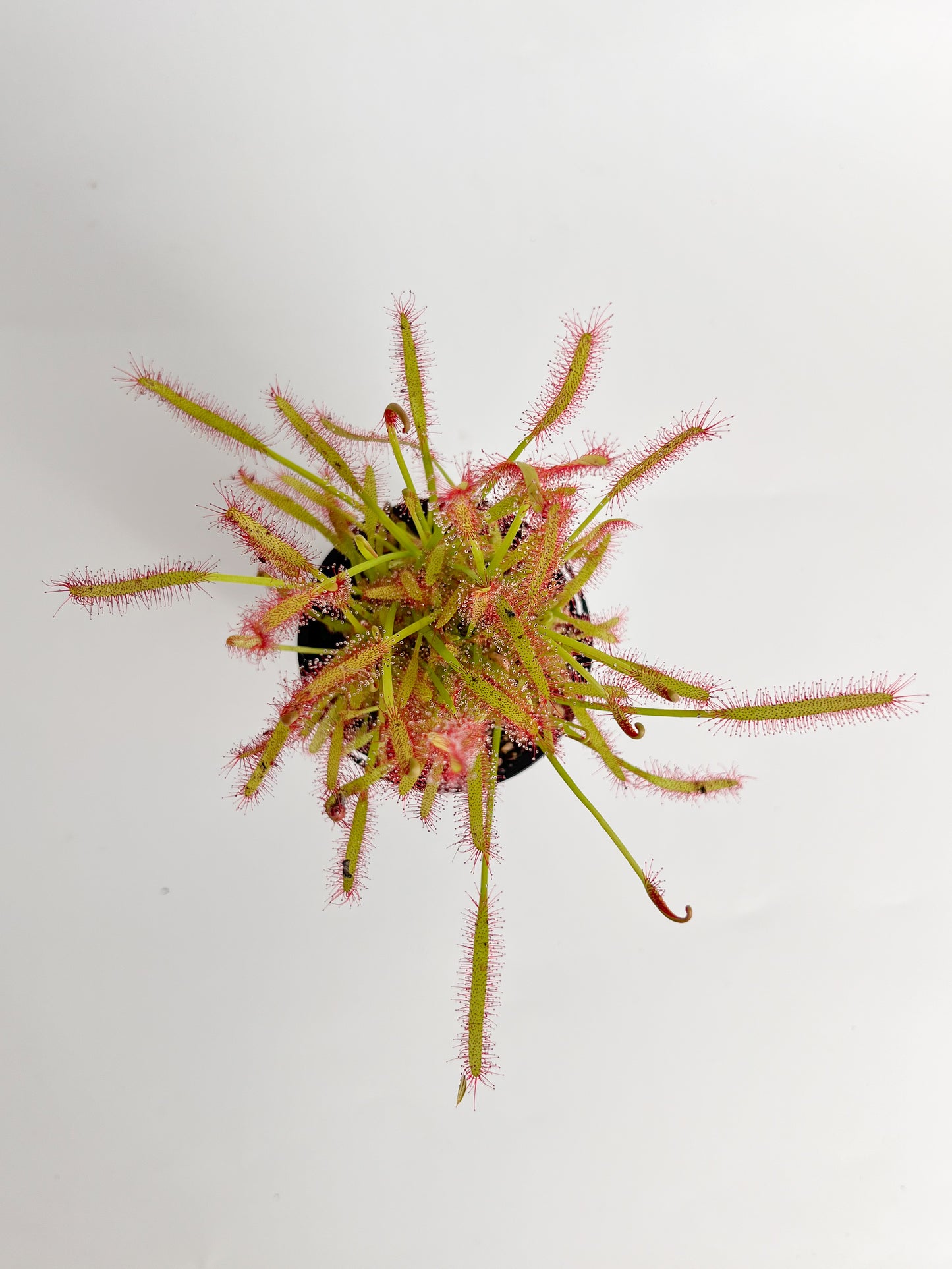 Drosera 'Capensis Red' (Sundew 'Capensis Red'), 70mm
