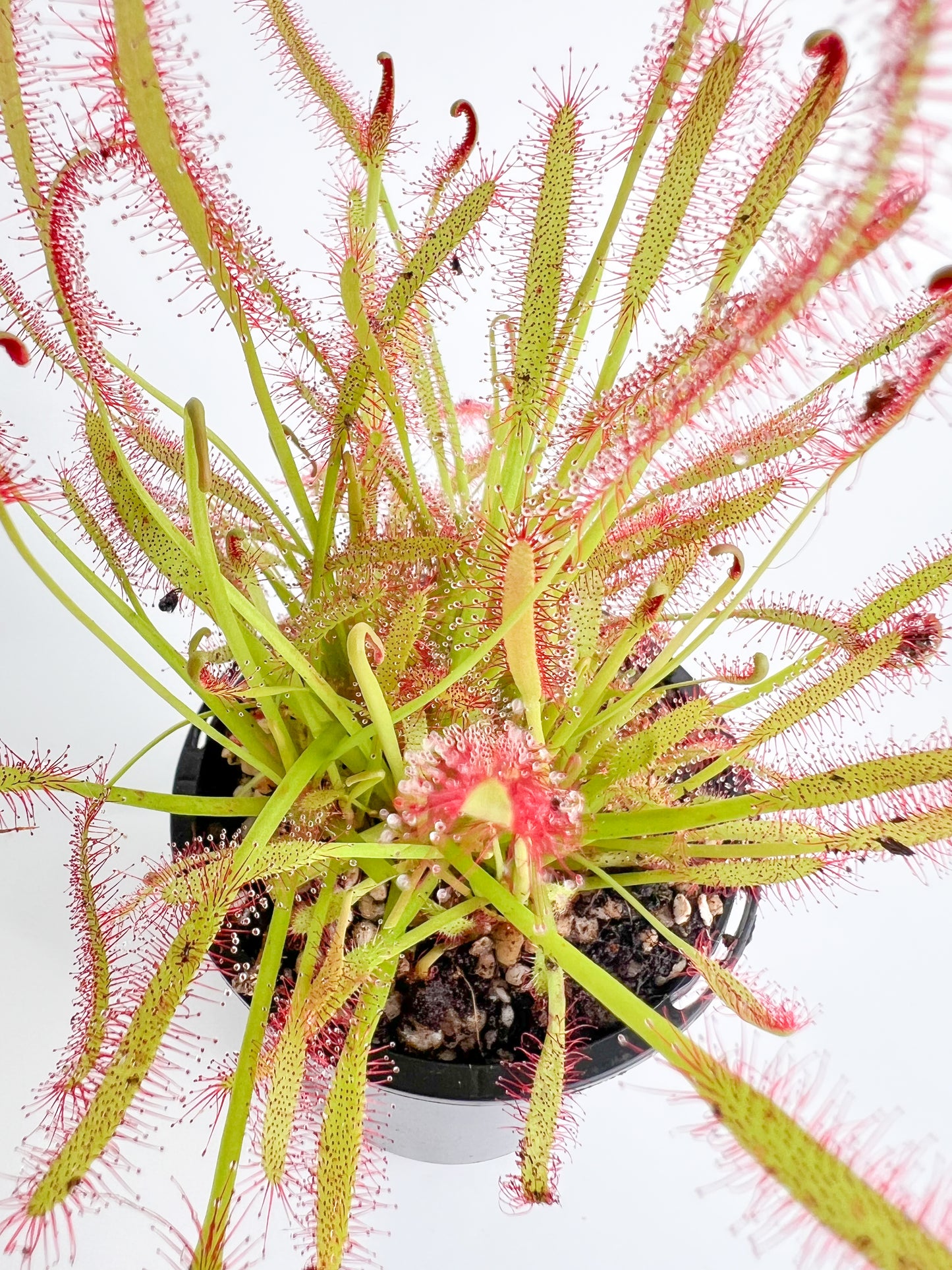 Drosera 'Capensis Red' (Sundew 'Capensis Red'), 70mm