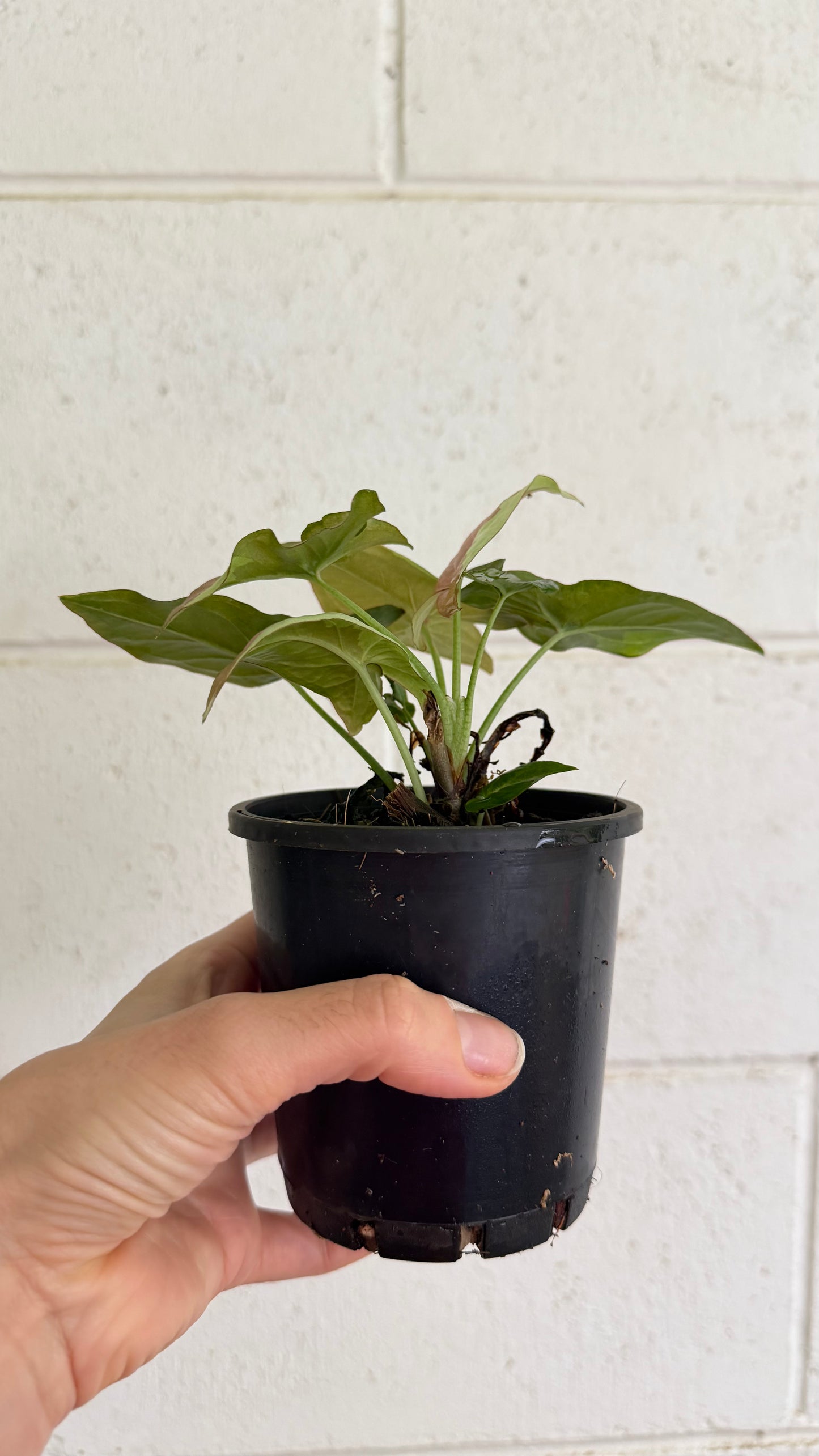 Syngonium Strawberry Milk