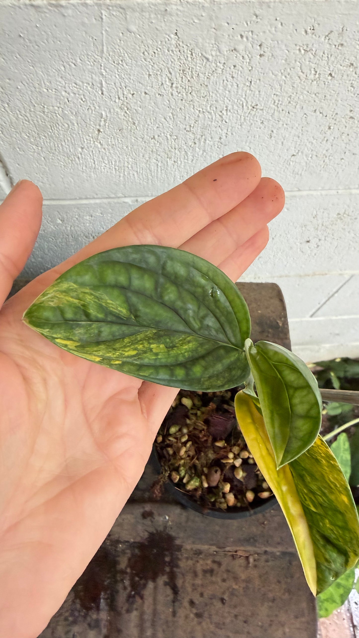 Monstera Peru variegated