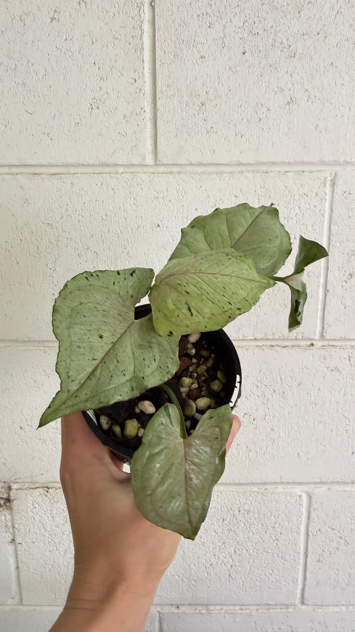 Syngonium Green Splash