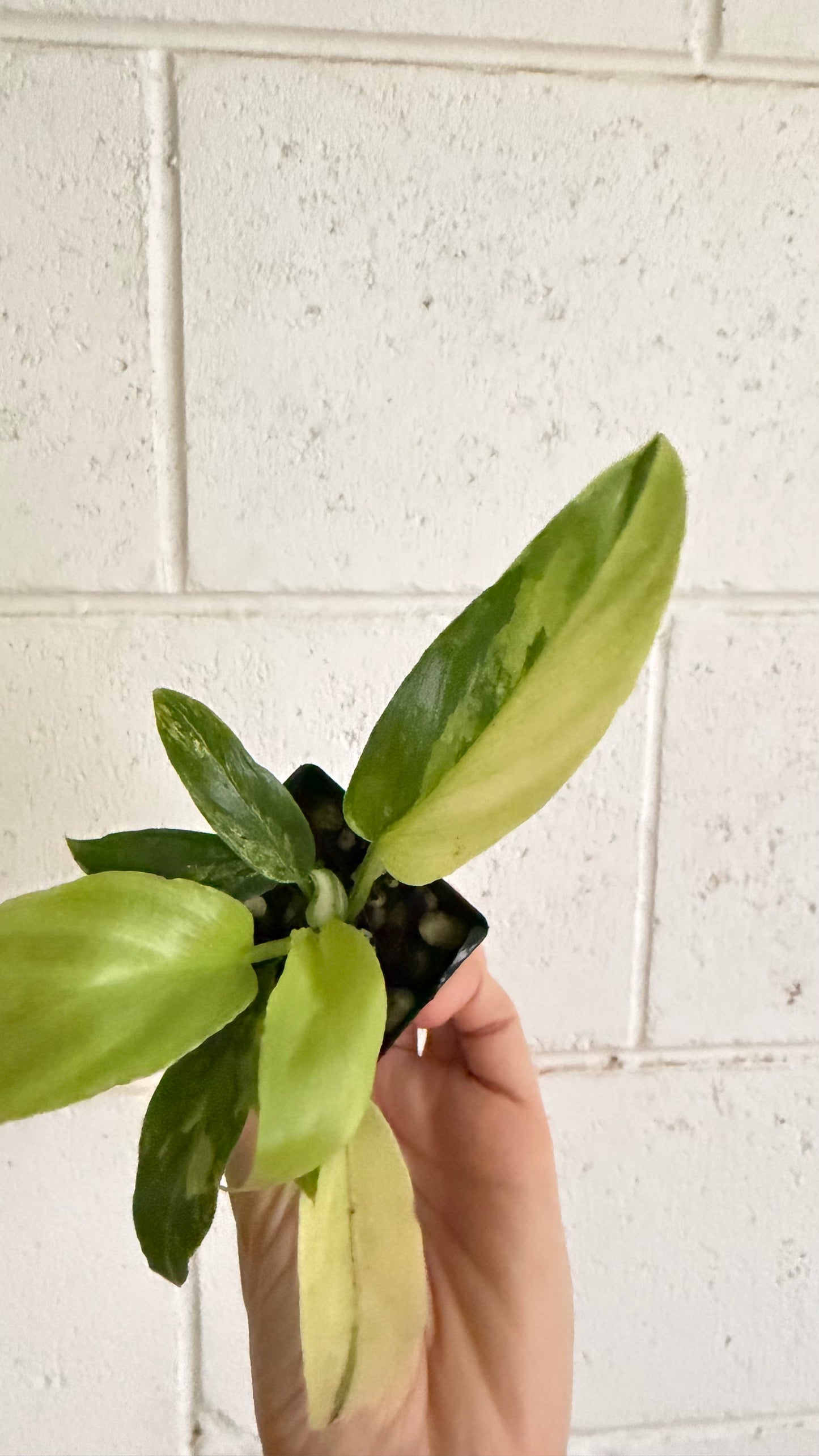 Philodendron pinnatifidum 'Olympiad'