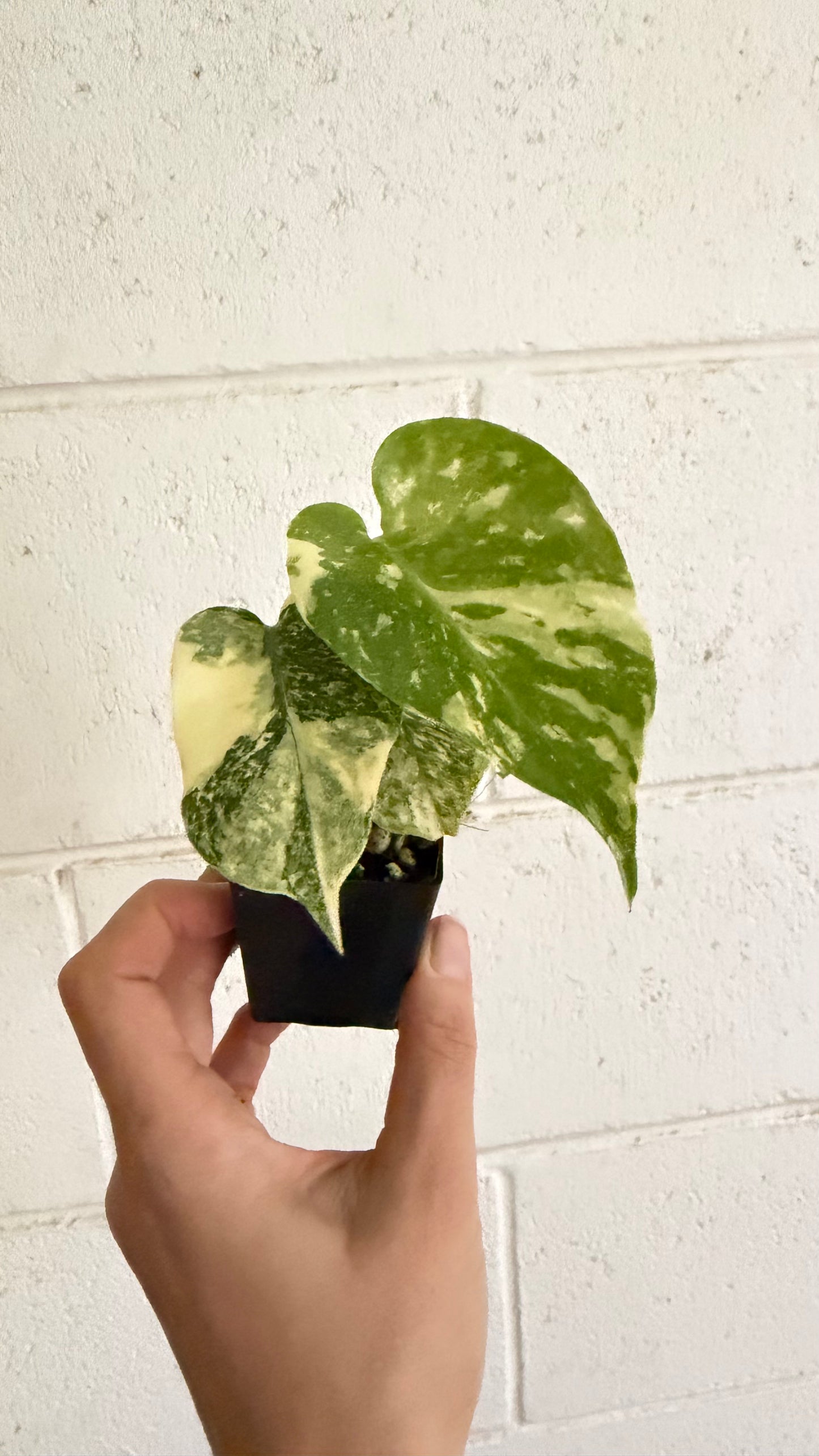 Monstera Thai Constellation Highly Variegated