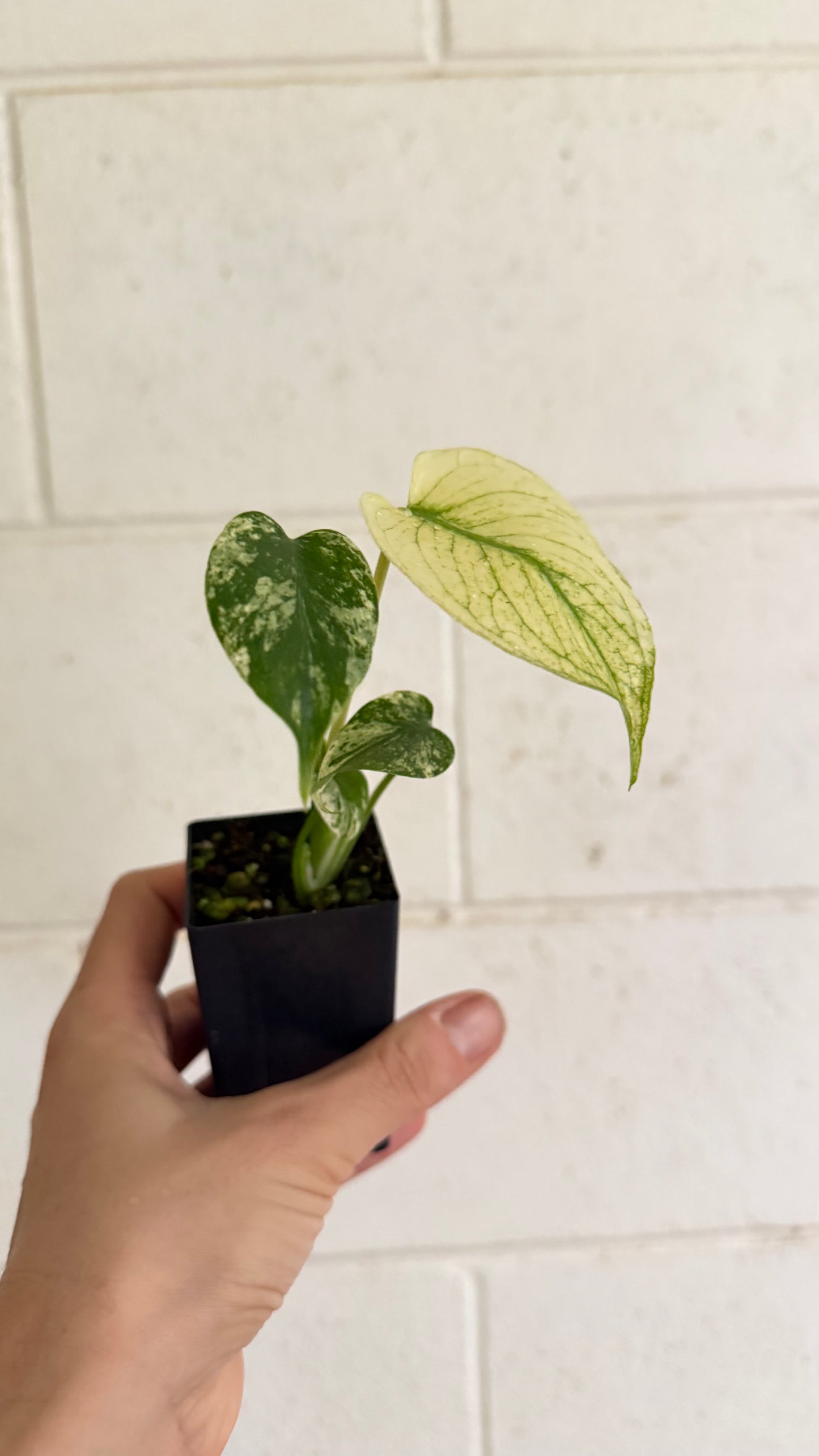 Monstera "White Monster" - variegated Monstera
