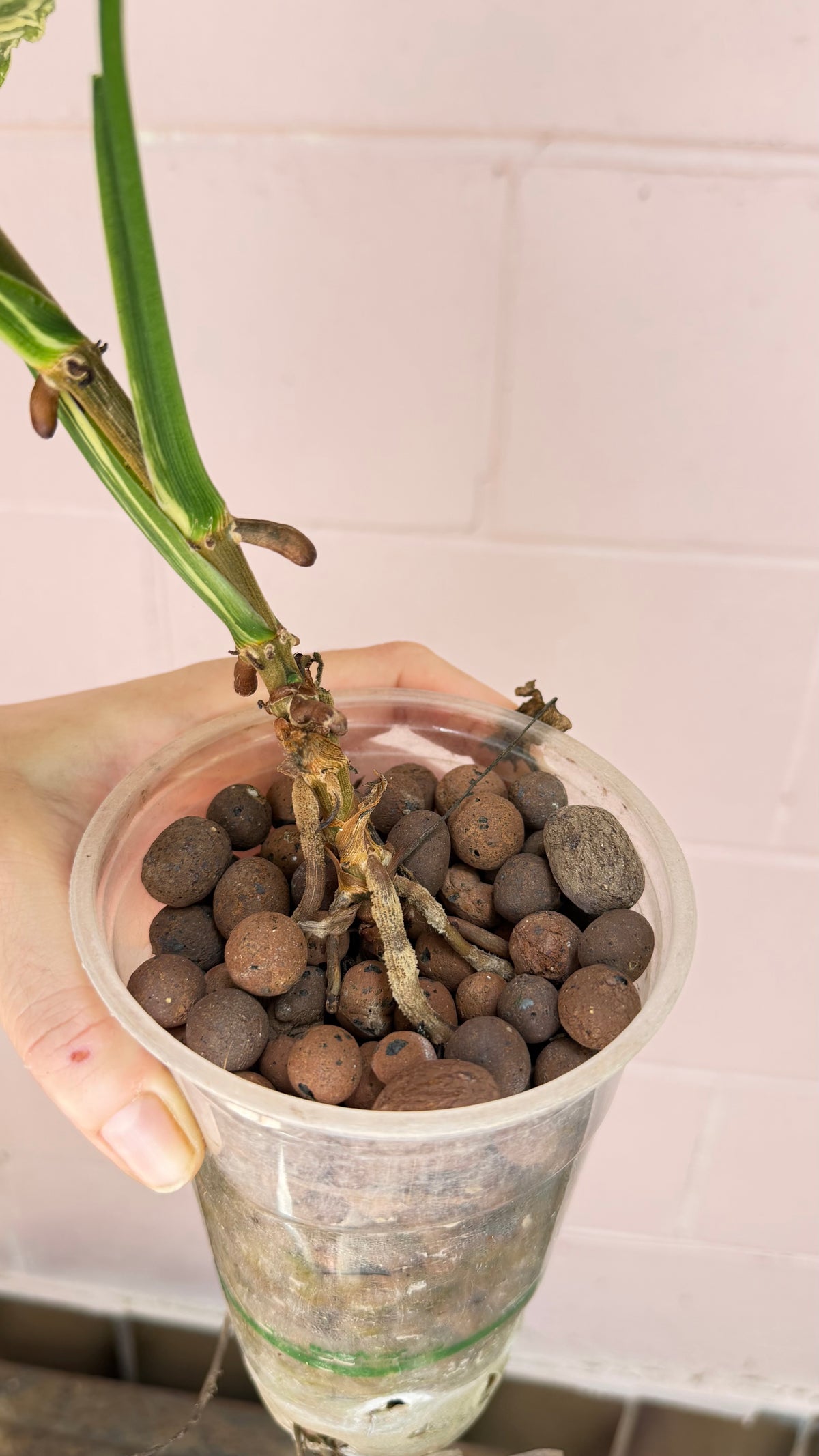 Syngonium Scrambled Eggs