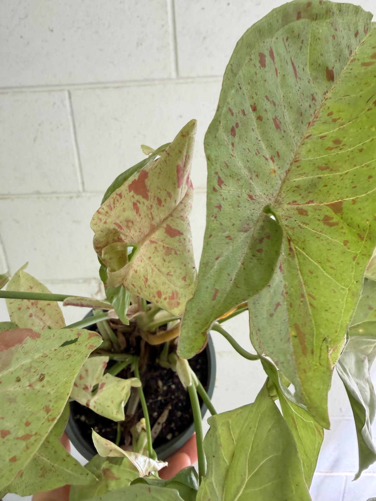 Syngonium Confetti