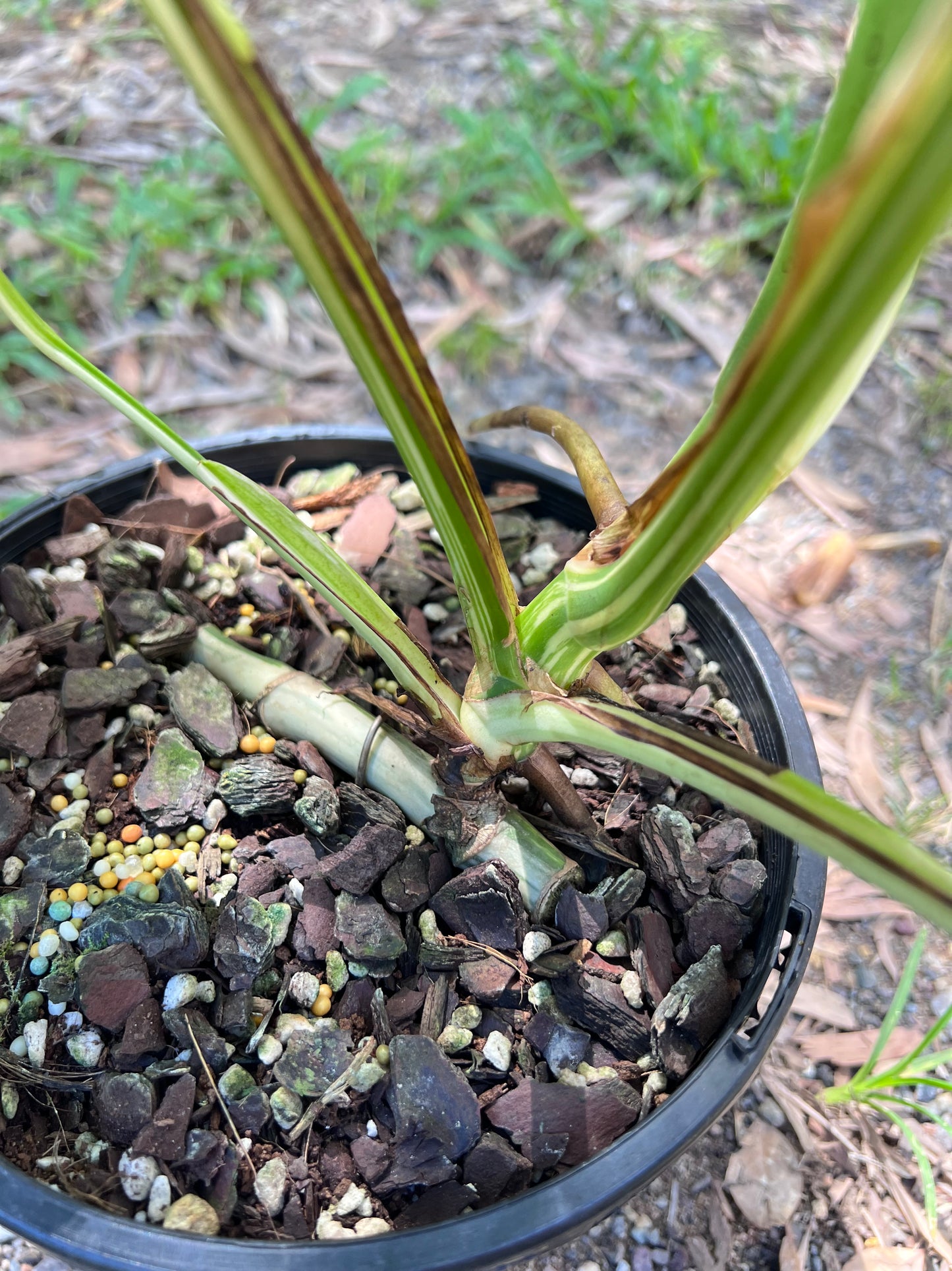 Monstera Borsigiana Albo U