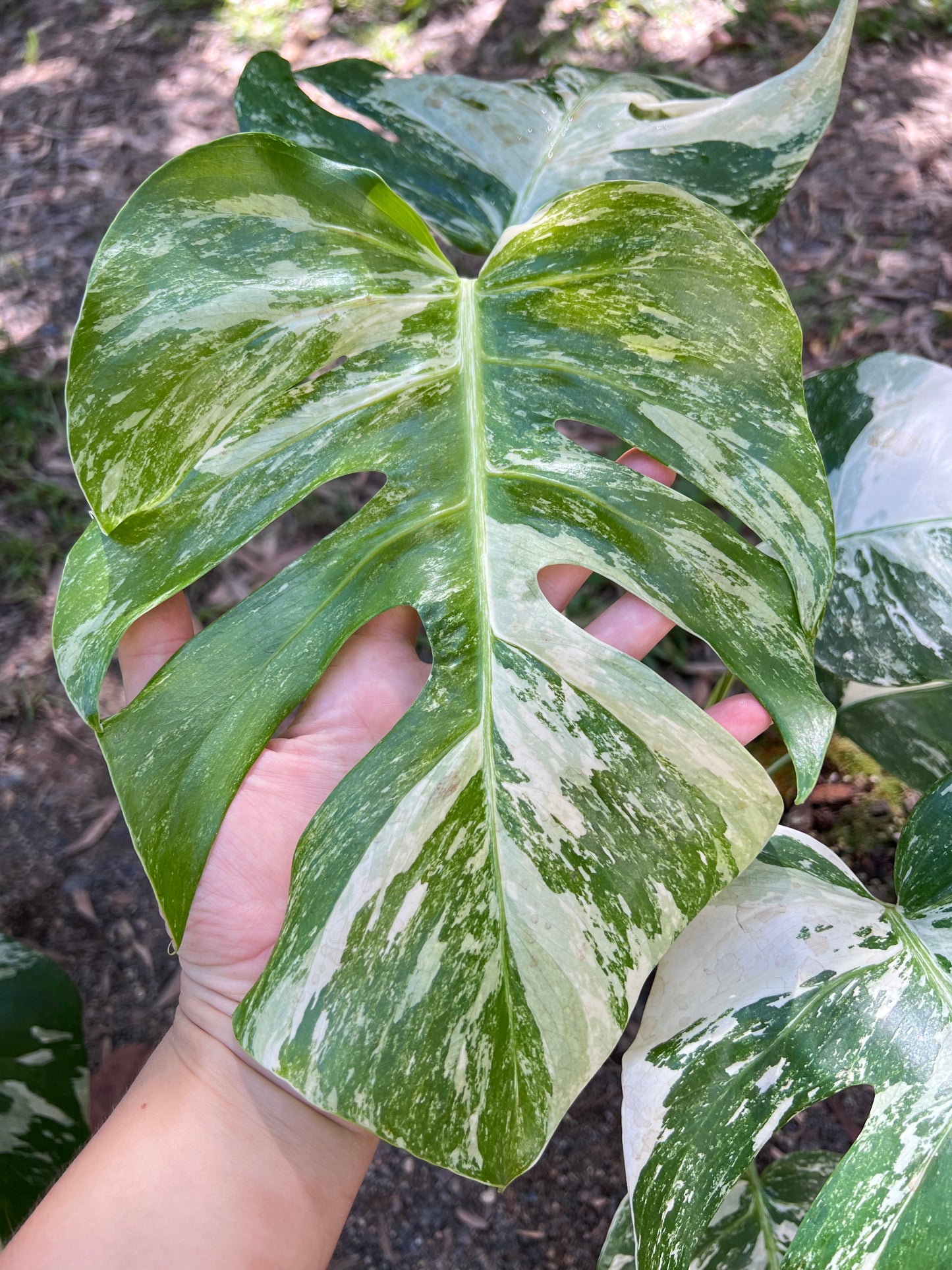 Monstera Borsigiana Albo P