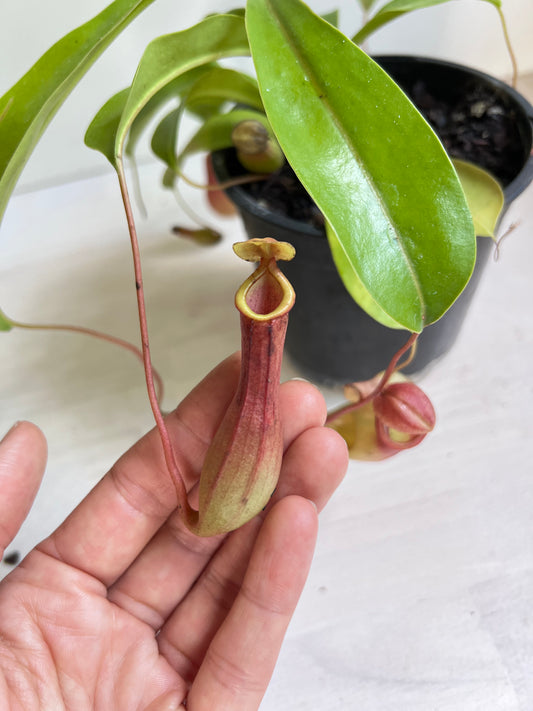 Nepenthes Ventrata | Pitcher Plant Ventrata