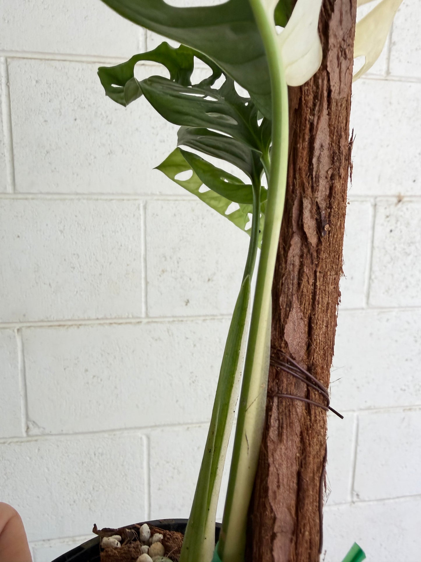 Monstera Adansonii variegated  - Indoor Plants & Rare Houseplant gifts Australia