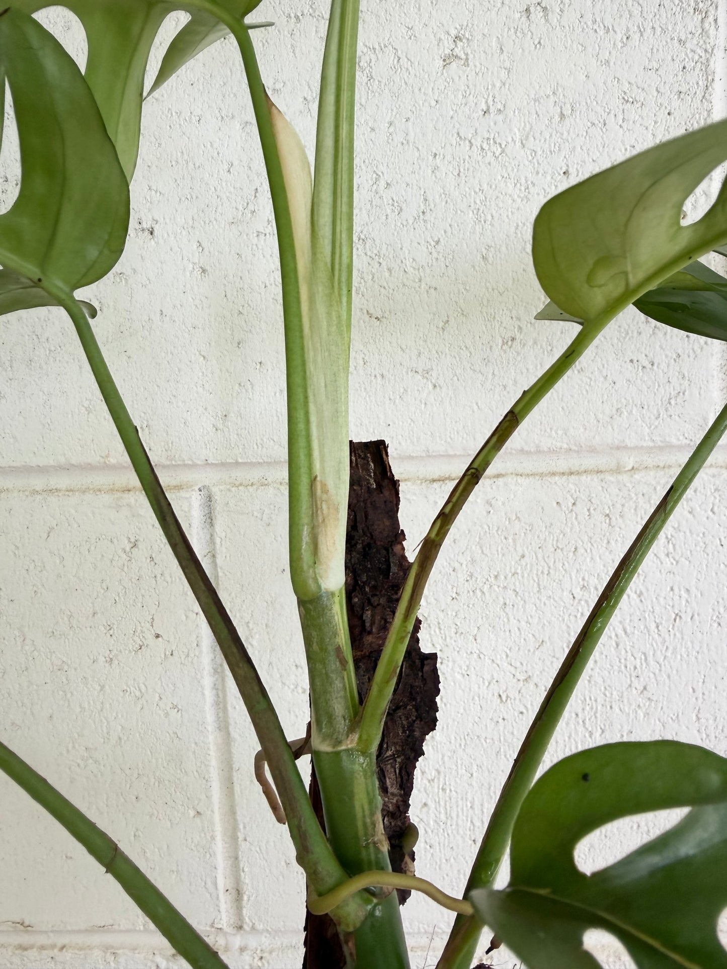 Rhaphidophora Tetrasperma