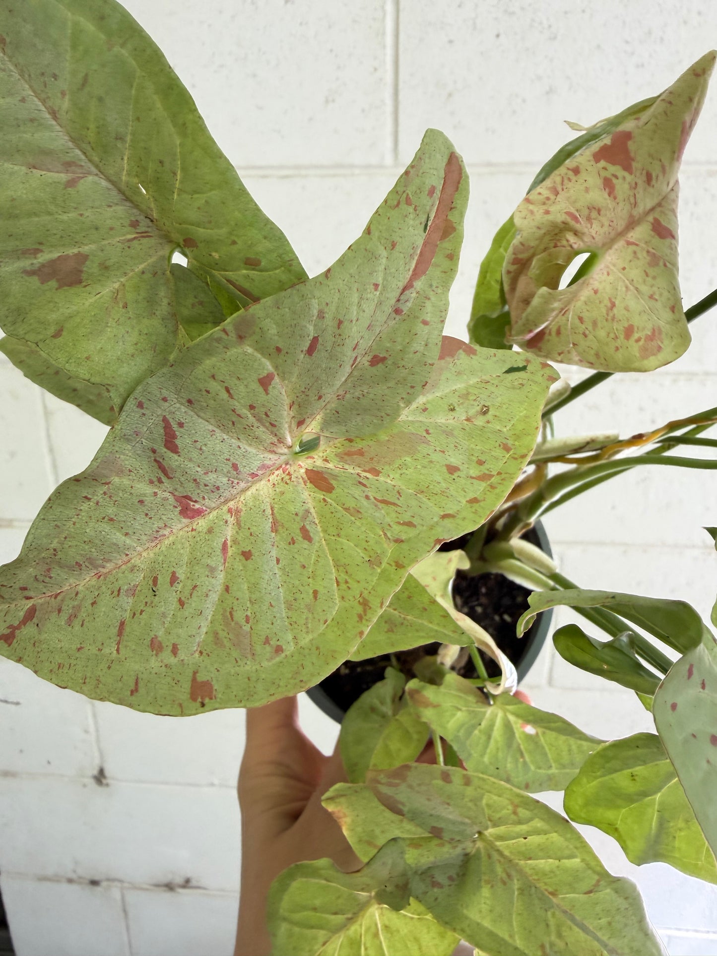 Syngonium Confetti