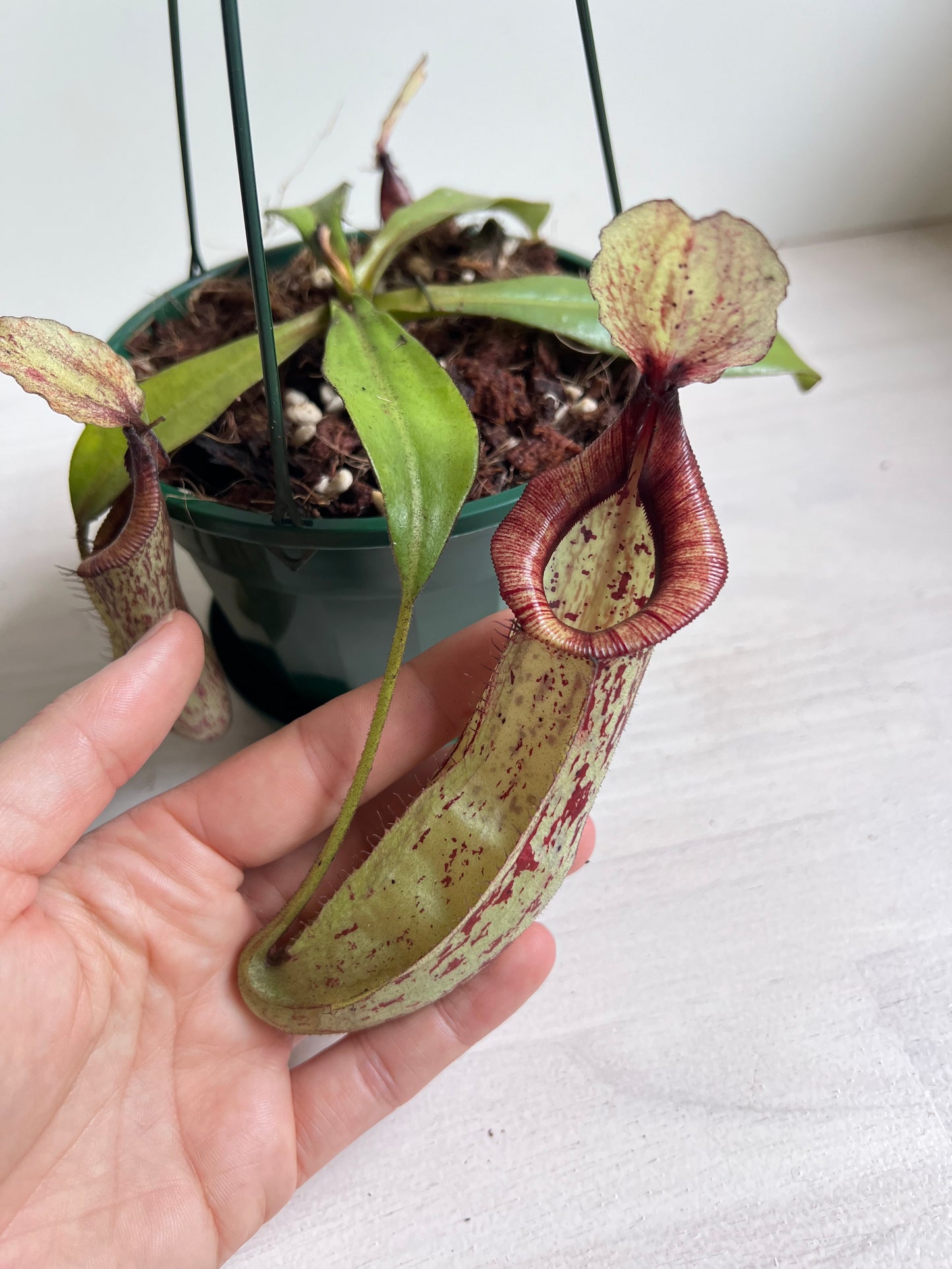 Nepenthes Dyeriana